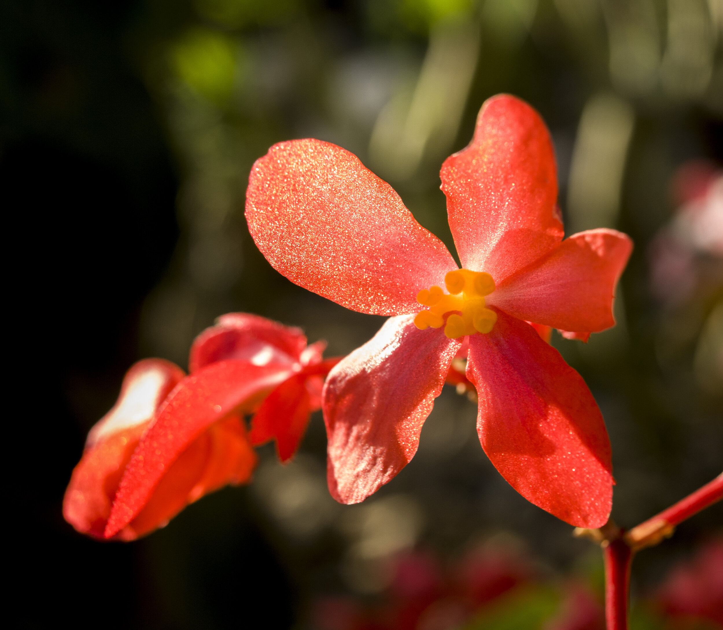 Manzana Begonia Roja