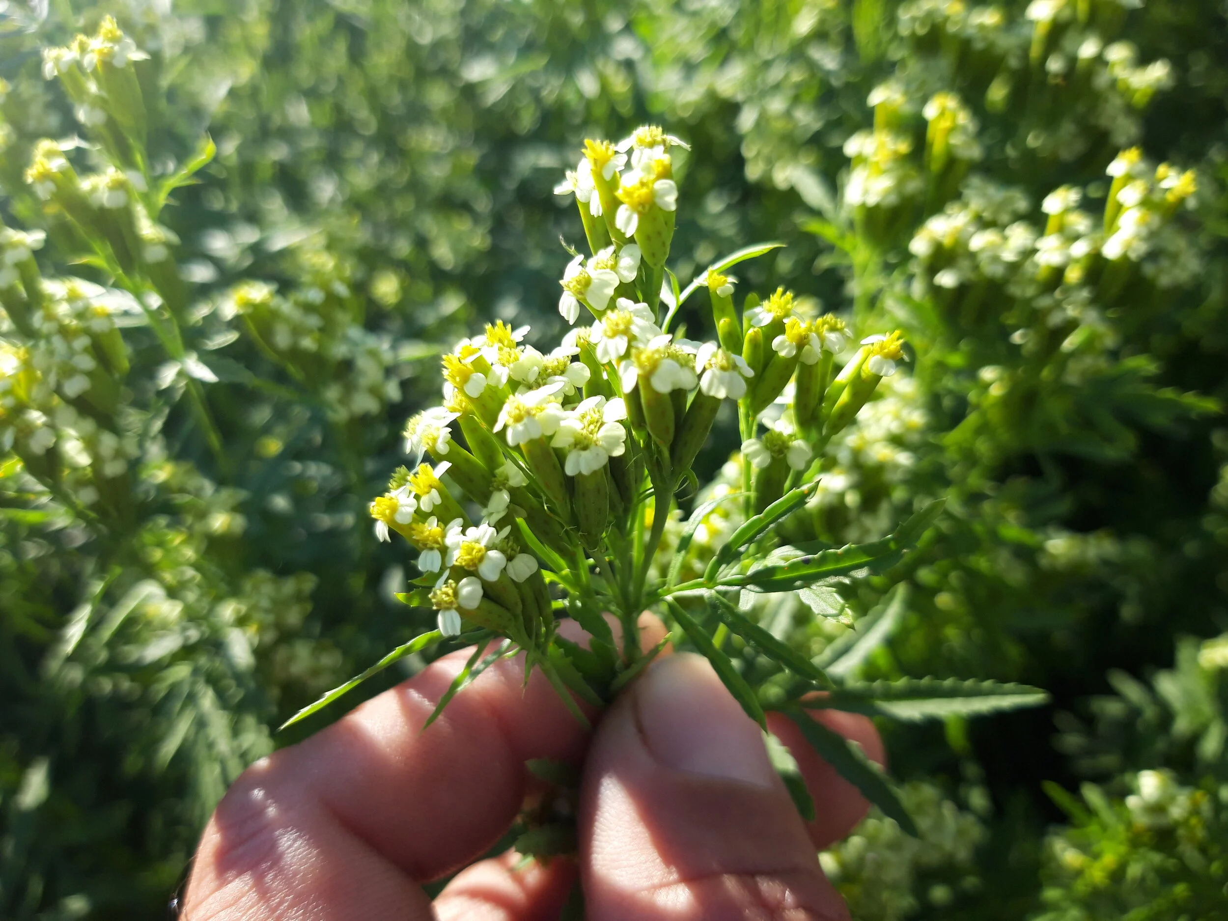 Anise Flower of Huacatay / Fleur d'Anis de Huacatay