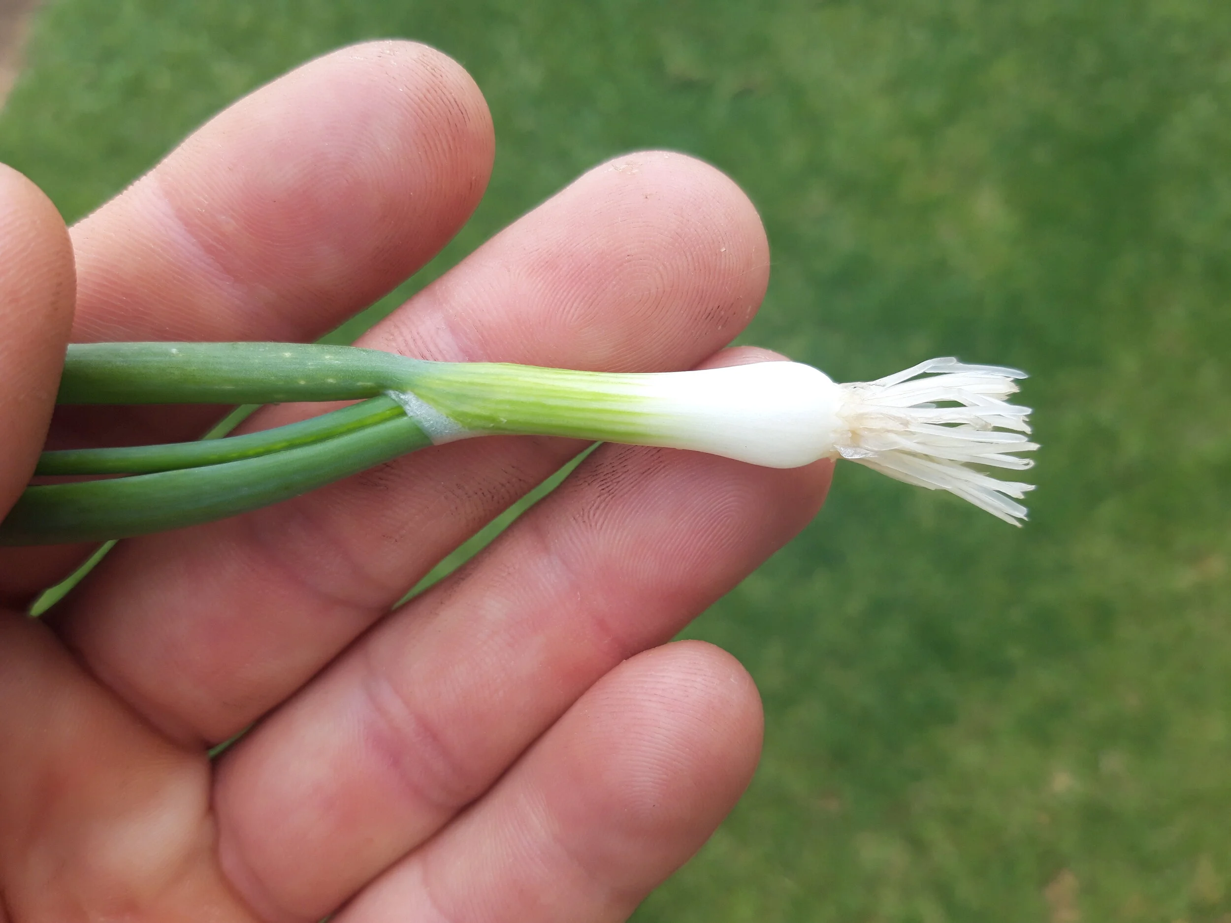 Mini White Onion /  Mini-oignon Blanc