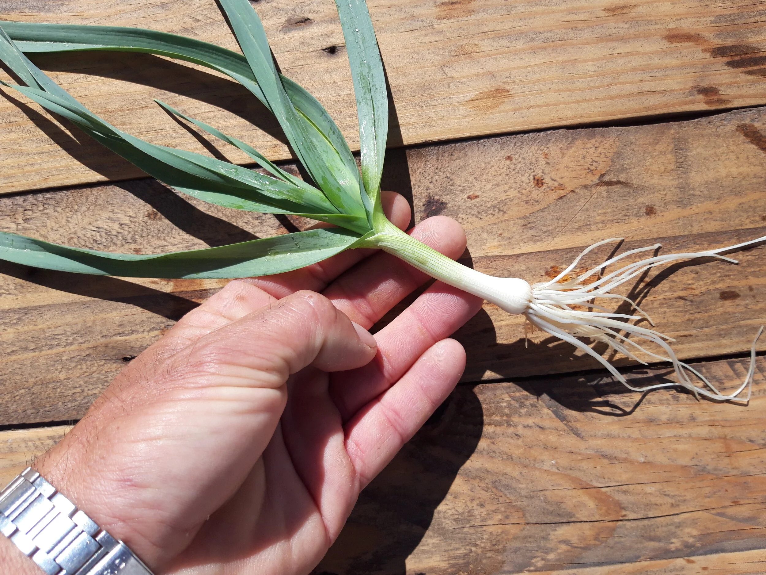 Wild Onion / Poireaux de Vigne