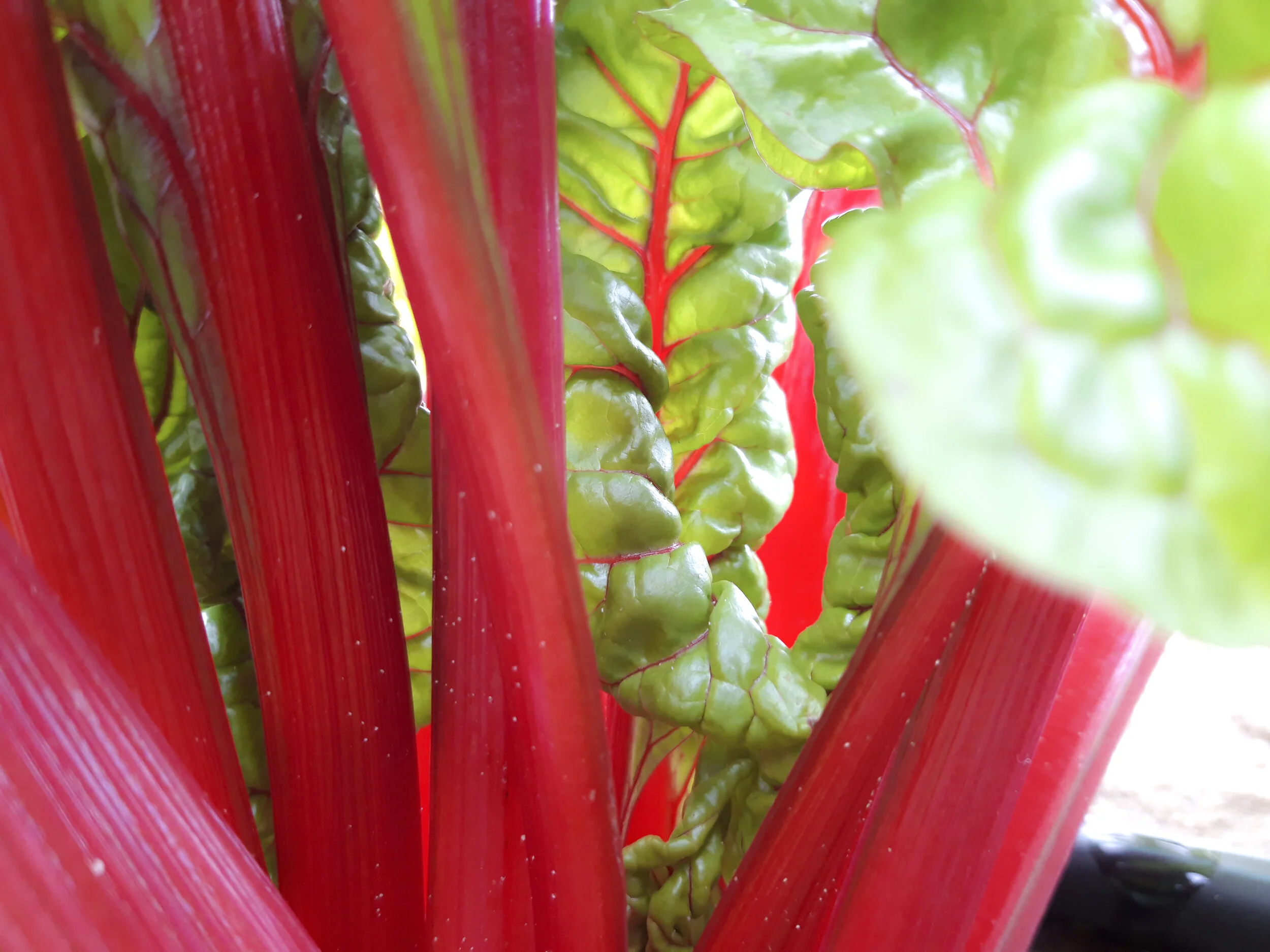 Acelga_Roja_Cultivo_Desterrado_6.JPG