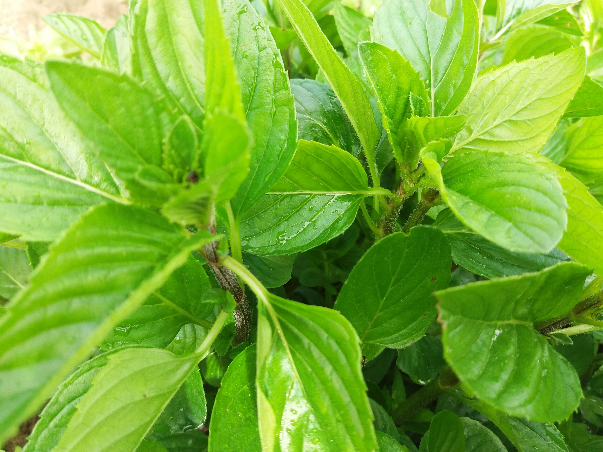 Menta Albahaca Cultivo Desterrado v1.jpg