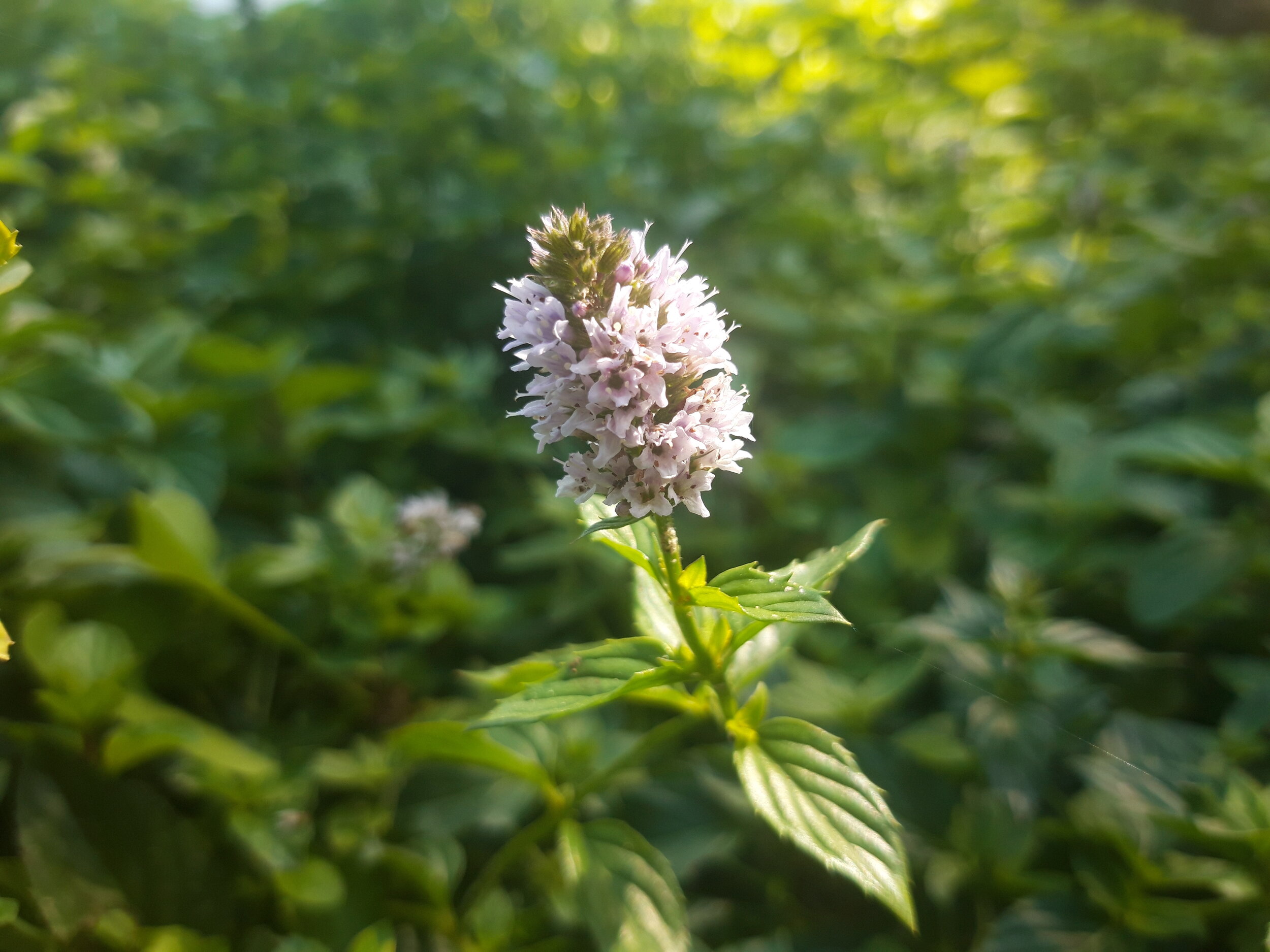 flor de menta.jpg