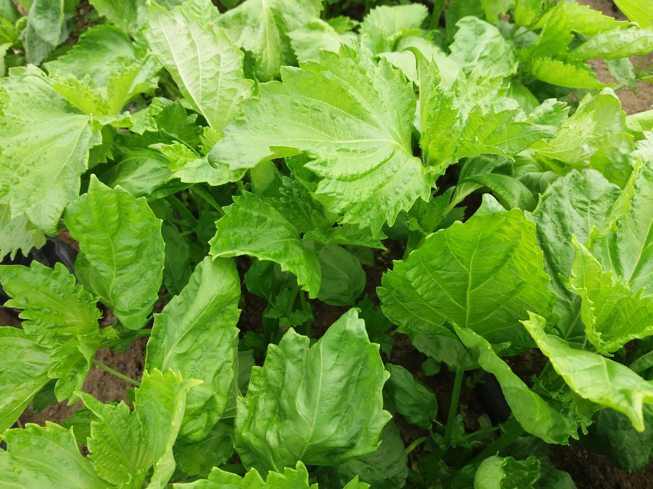 Shiso Verde