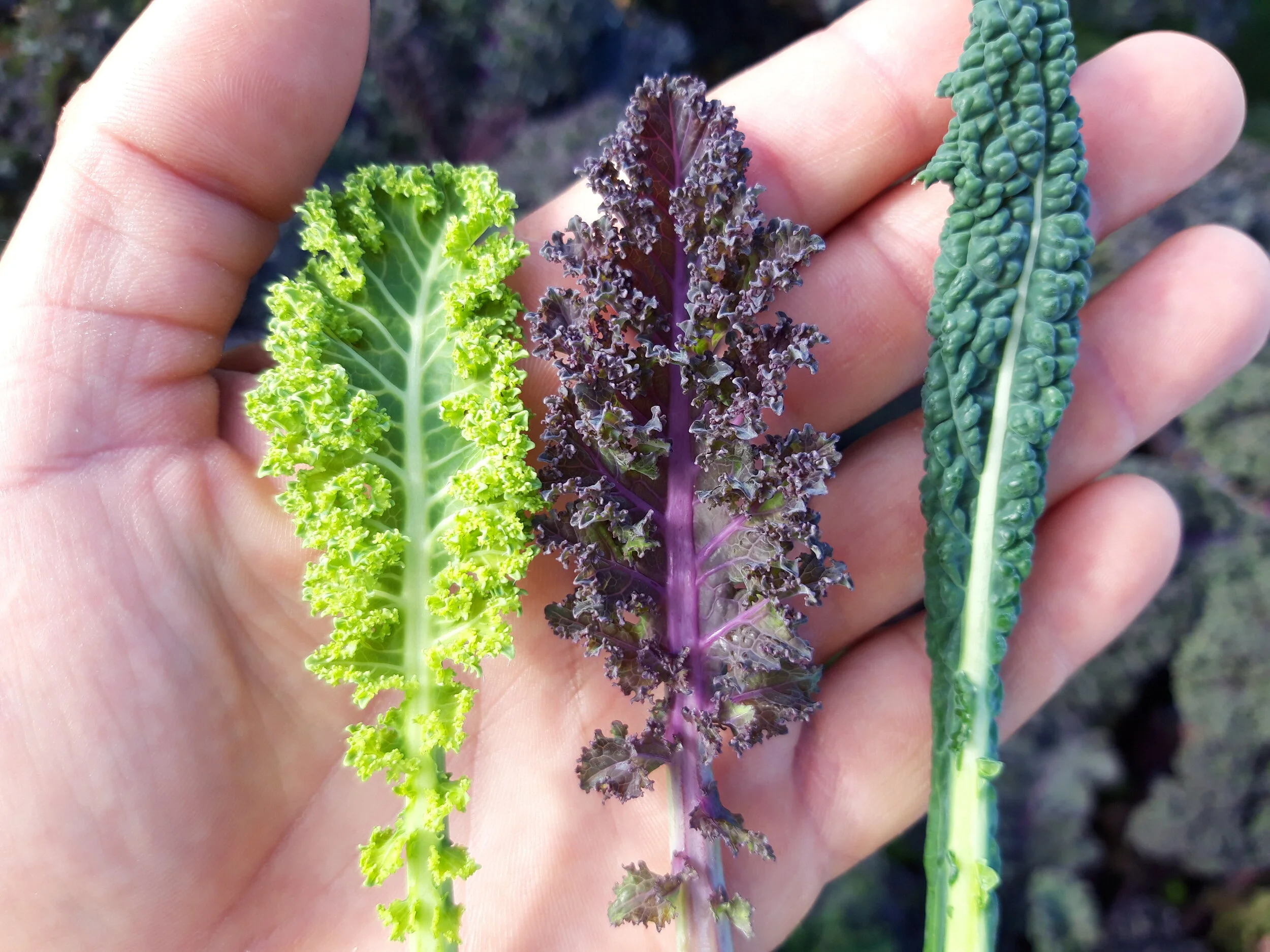 Kale Surtido Verde y Escarlata