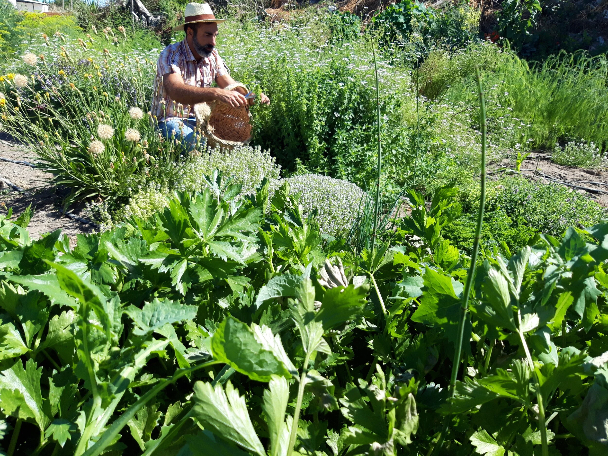 Espinacas del Navazo Mezcla