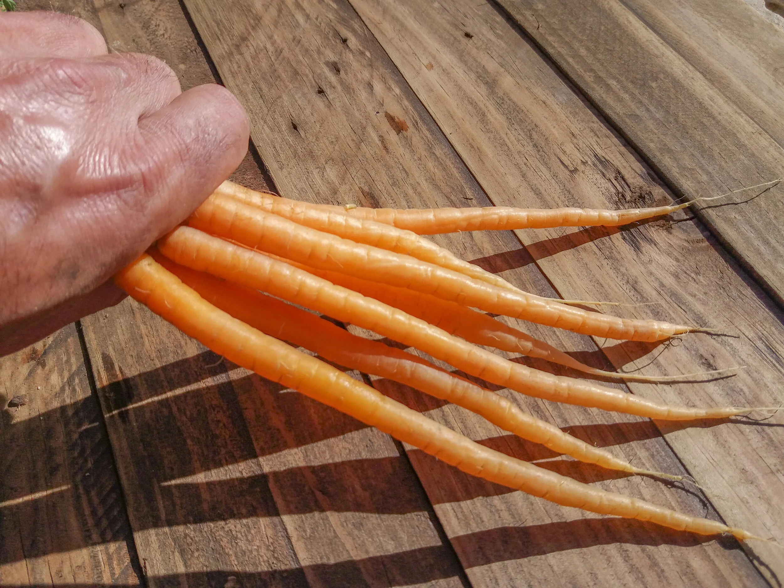 Zanahoria Larga Snack