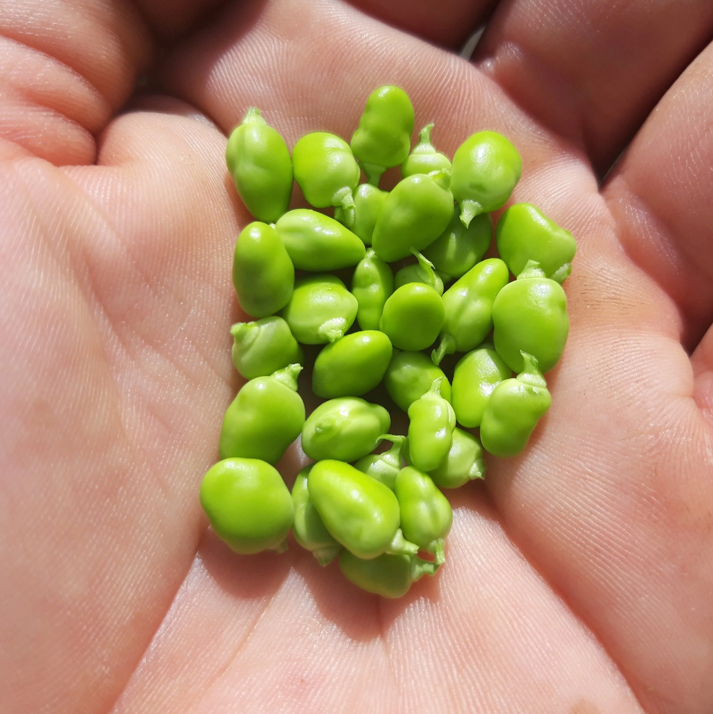 Guisante Lágrima Cultivo Desterrado.jpg