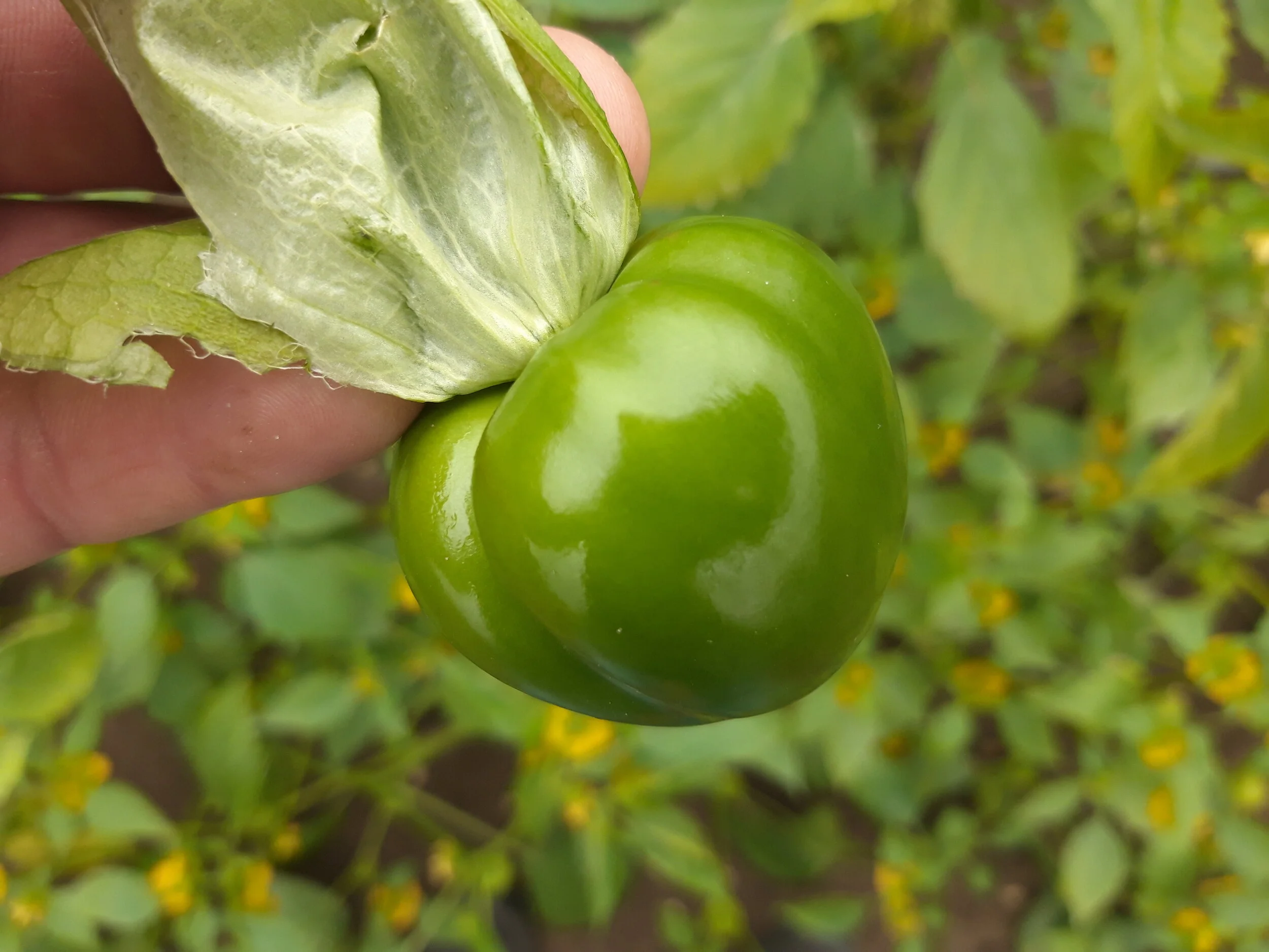 Tomate Verde Mexicano