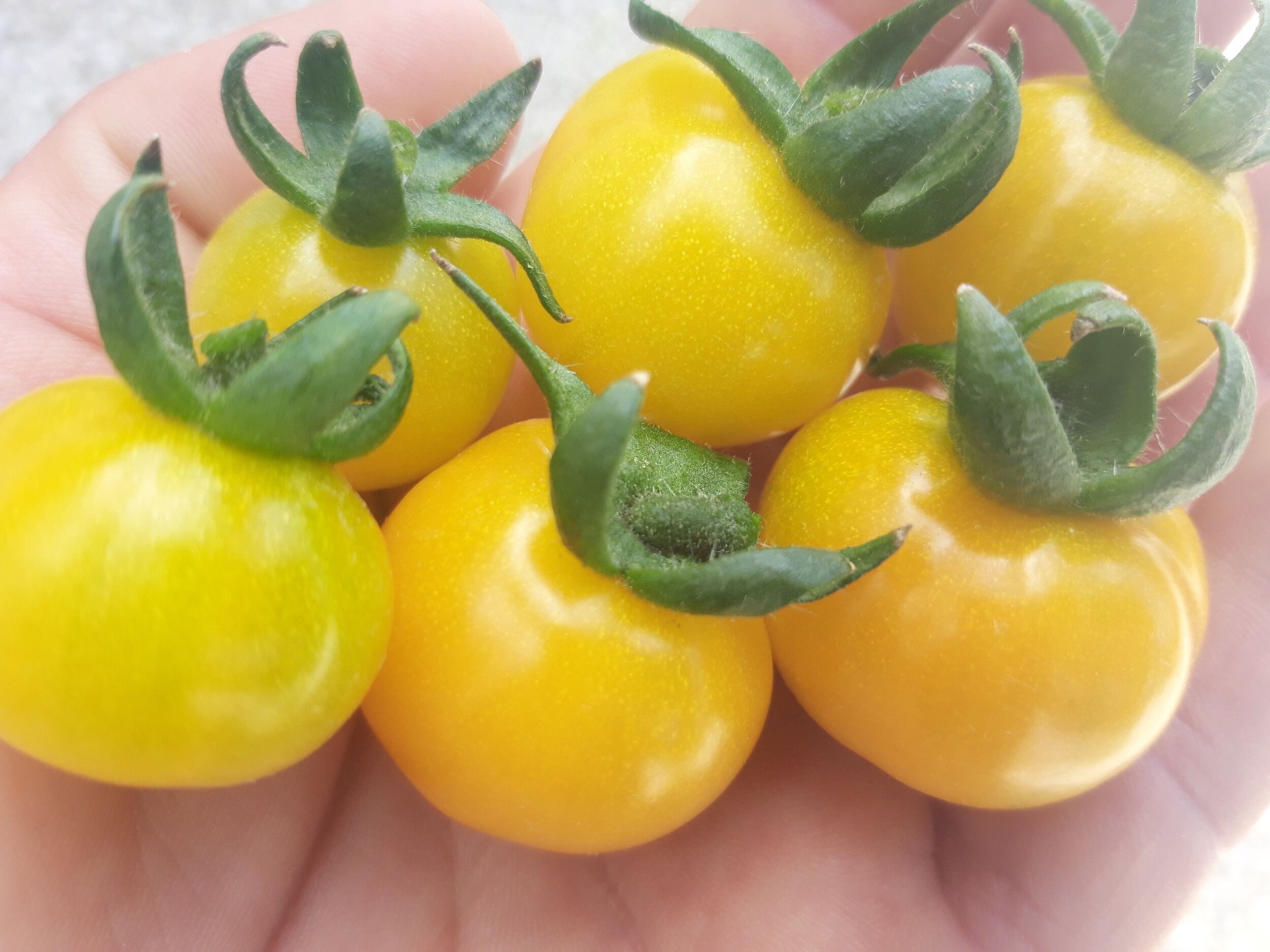 Tomate Cereza Amarillo Cultivo Desterrado Rafa Monge Navazo v1.jpg