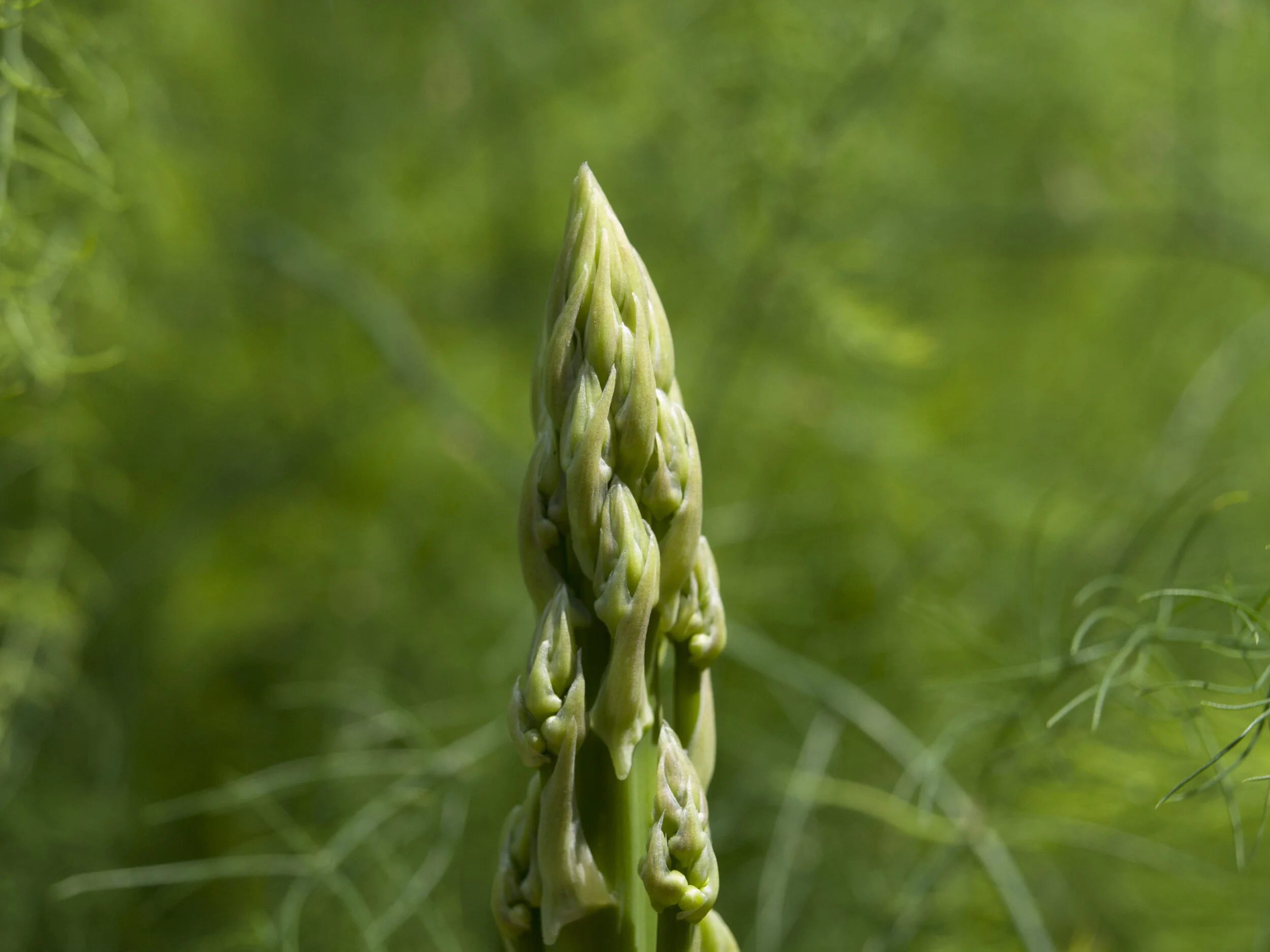 Navazo Asparagus / Asperges Navazo