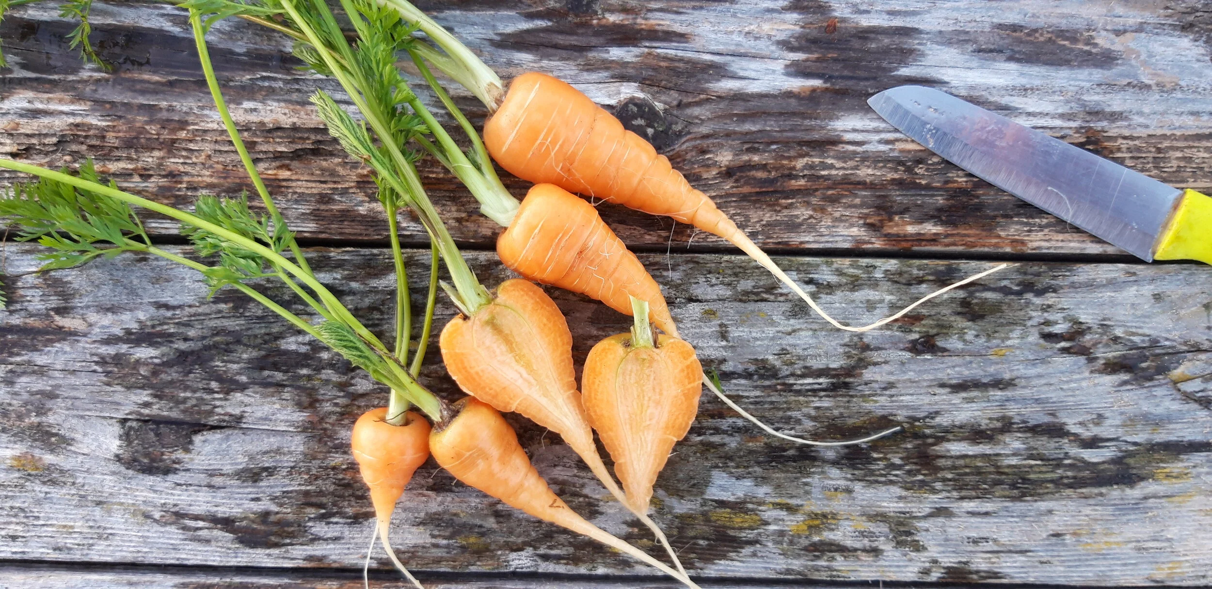 Zanahoria Naranja