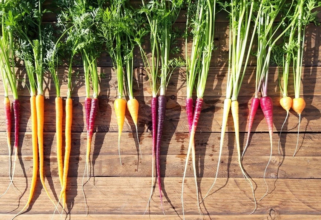 Surtido de Zanahorias Micro-Mini