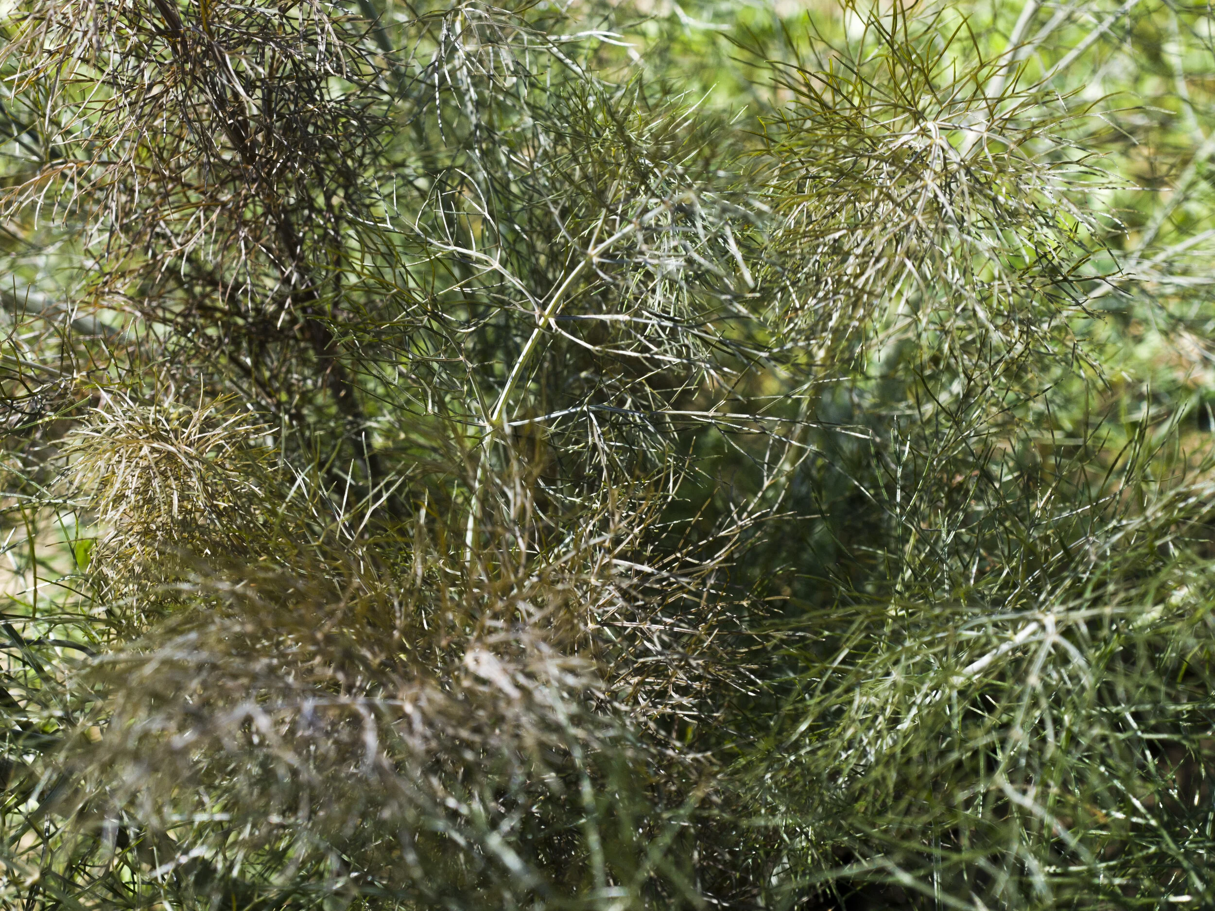 Bronze Fennel / Fenouil Bronze