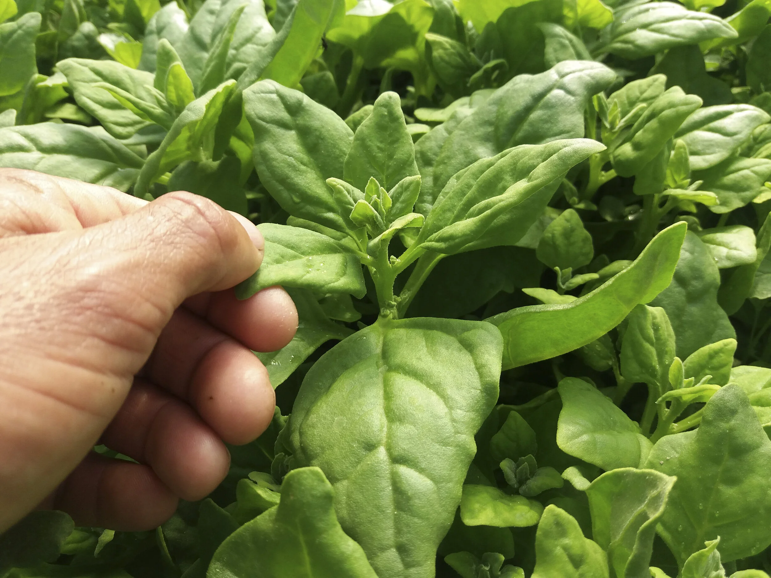 New Zealand Spinach /Epinard de Nouvelle-Zélande