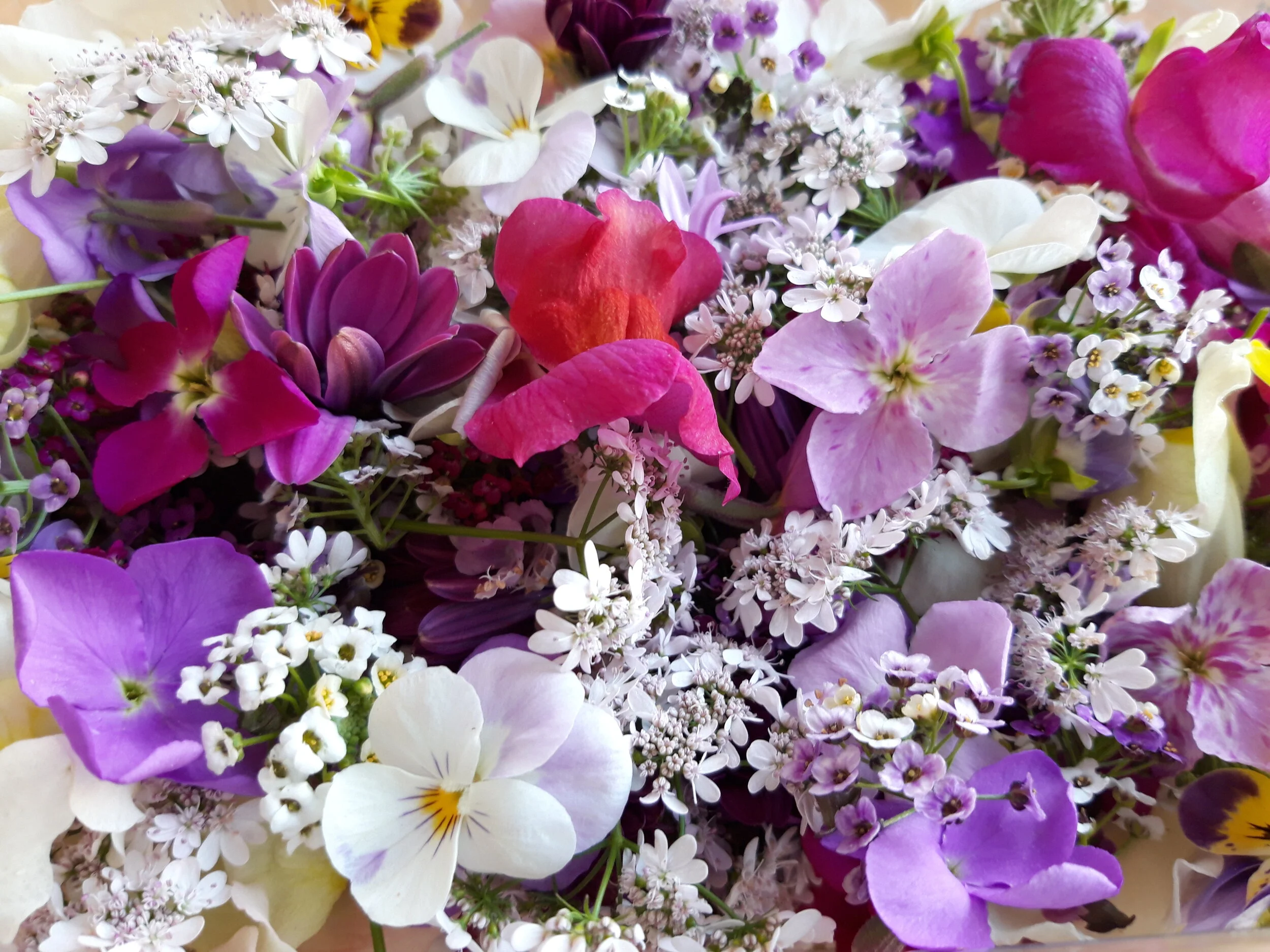 Brotes Espigados - Florescencias de Temporada