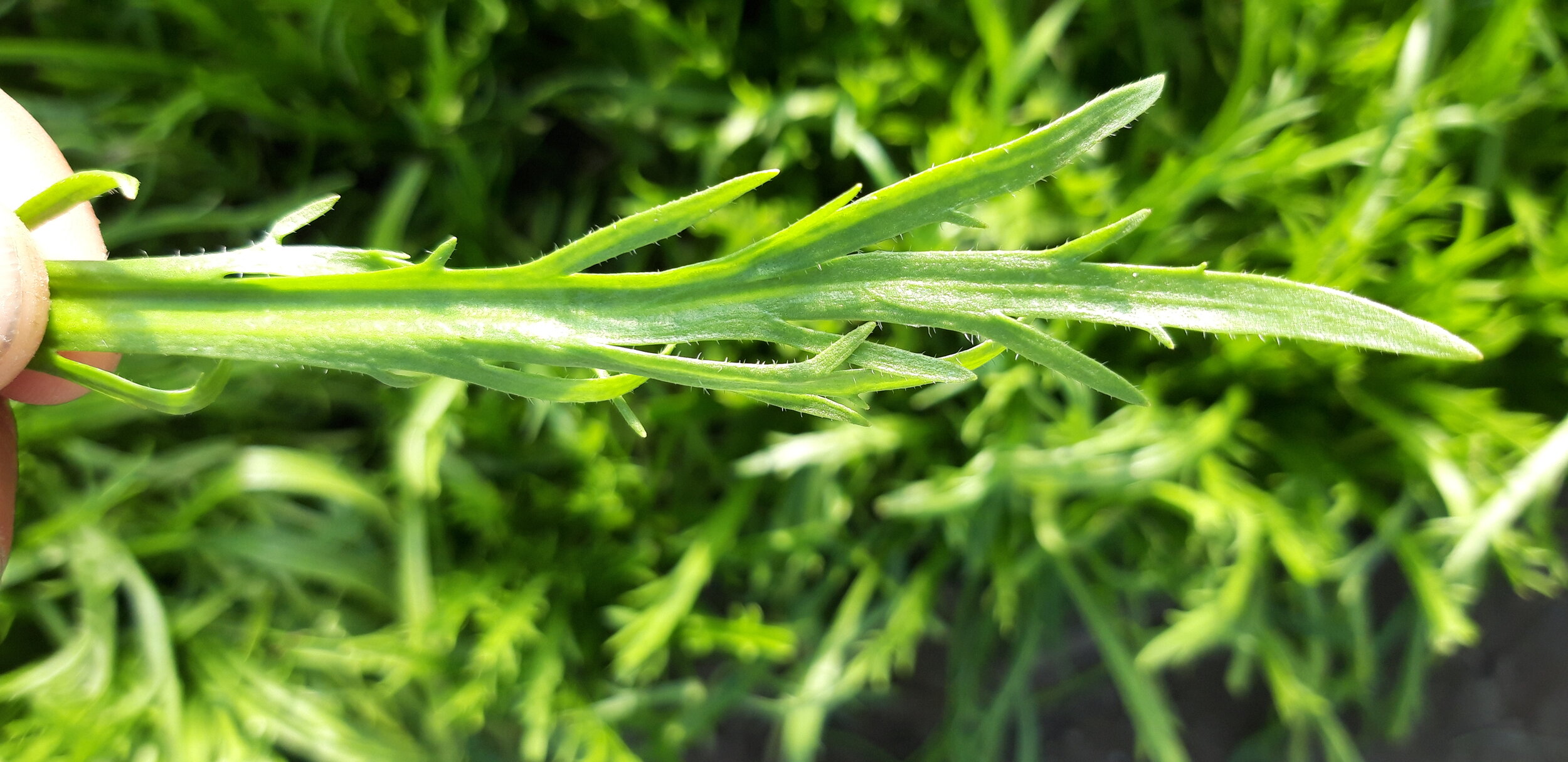 Ribwort / Plantago Psyllium