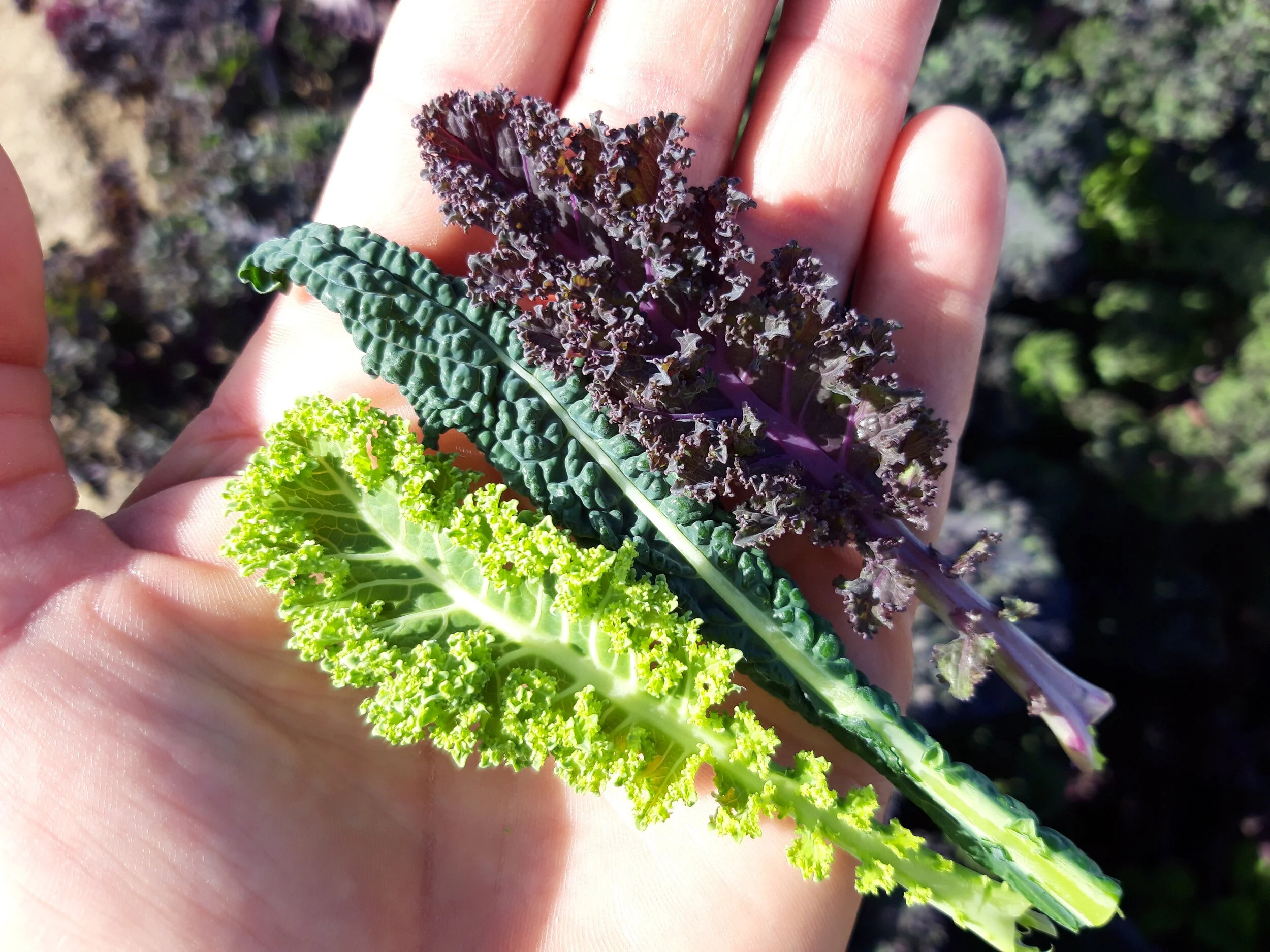 Small Kale / Petit Chour Frisé