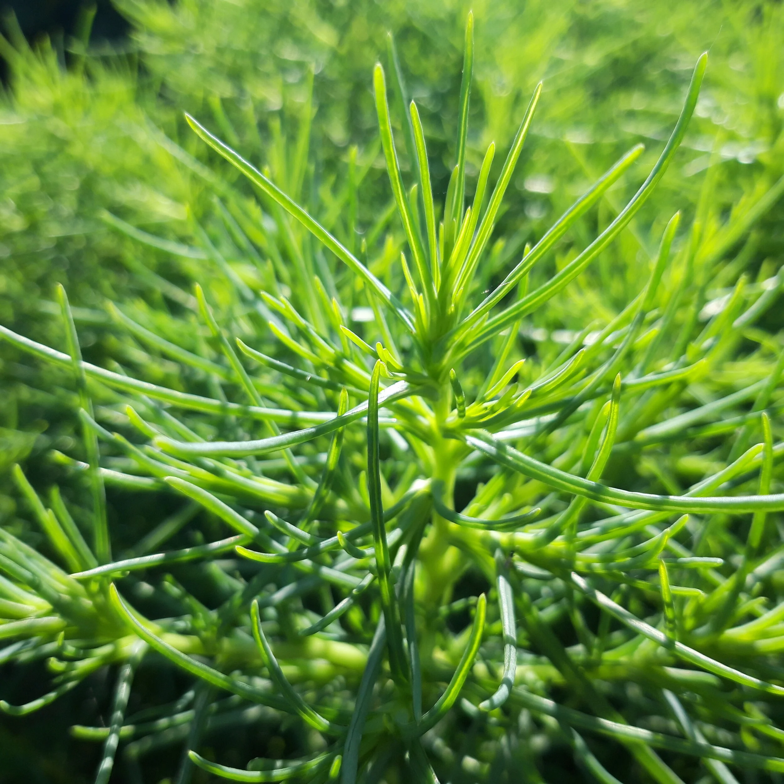 Espinana Salsola Soda - Agretti - Alga de Tierra