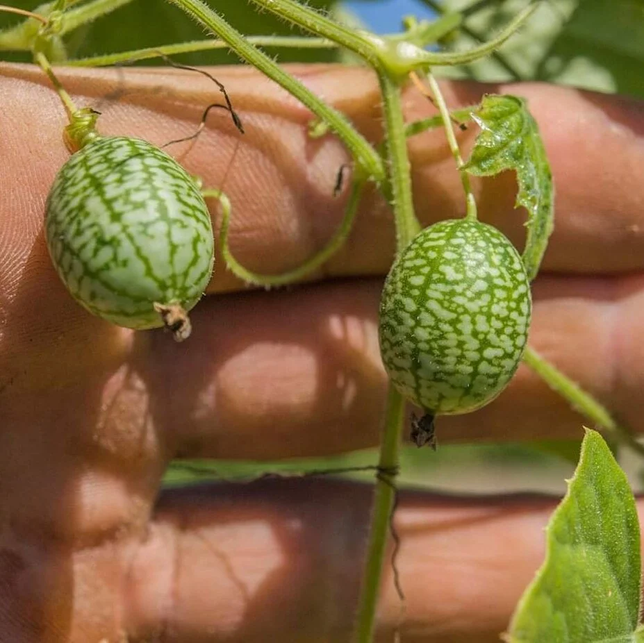 Pepino Cucamelón