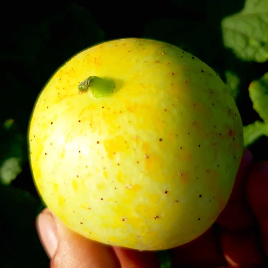 Lemon Cucumber / Concombre Citron