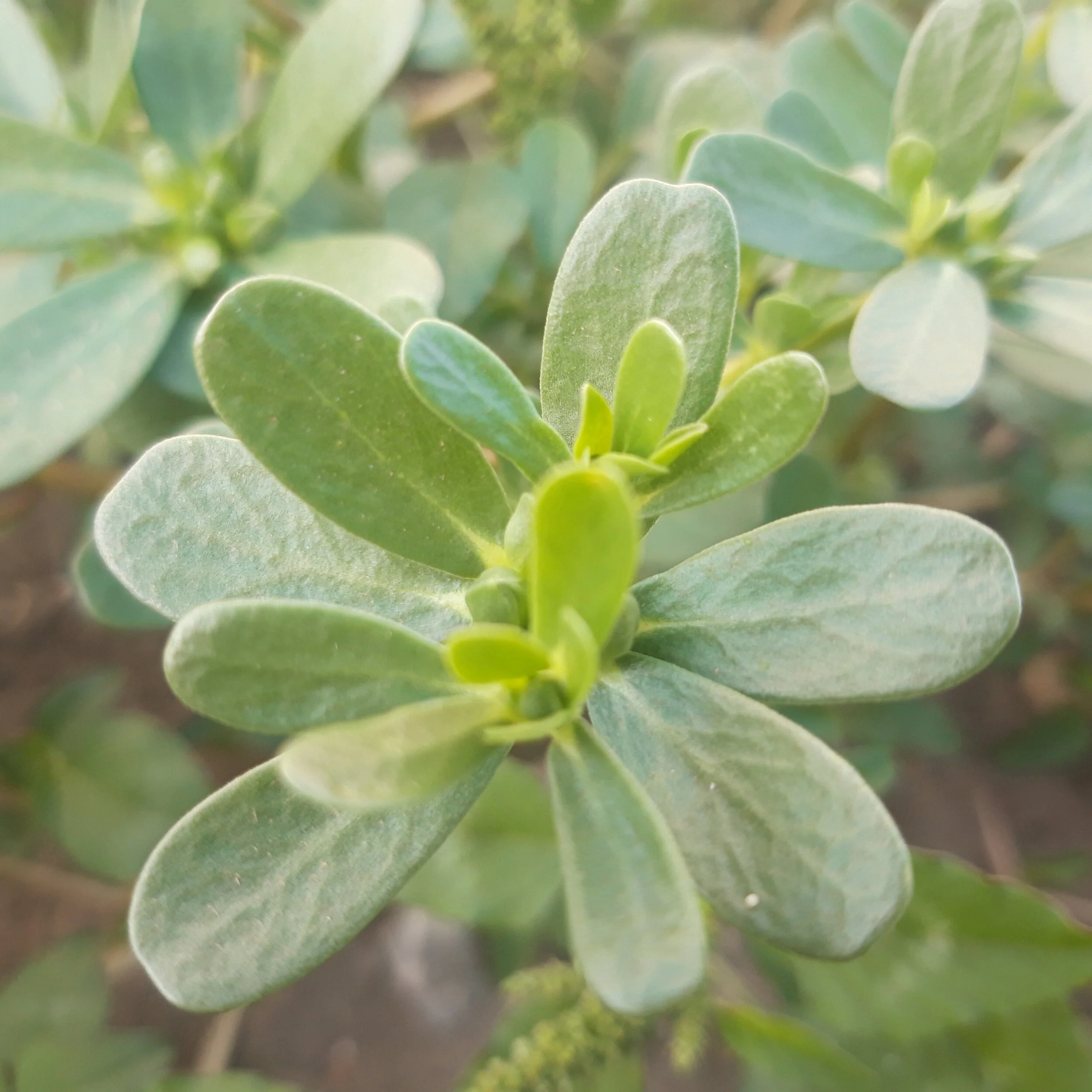 Verdolaga - Portulaca