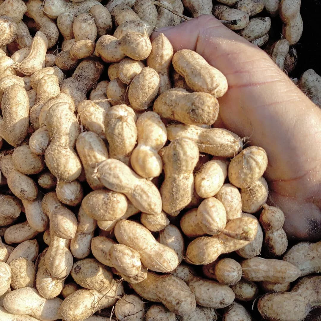 cacahuete Cultivo Desterrado.jpg