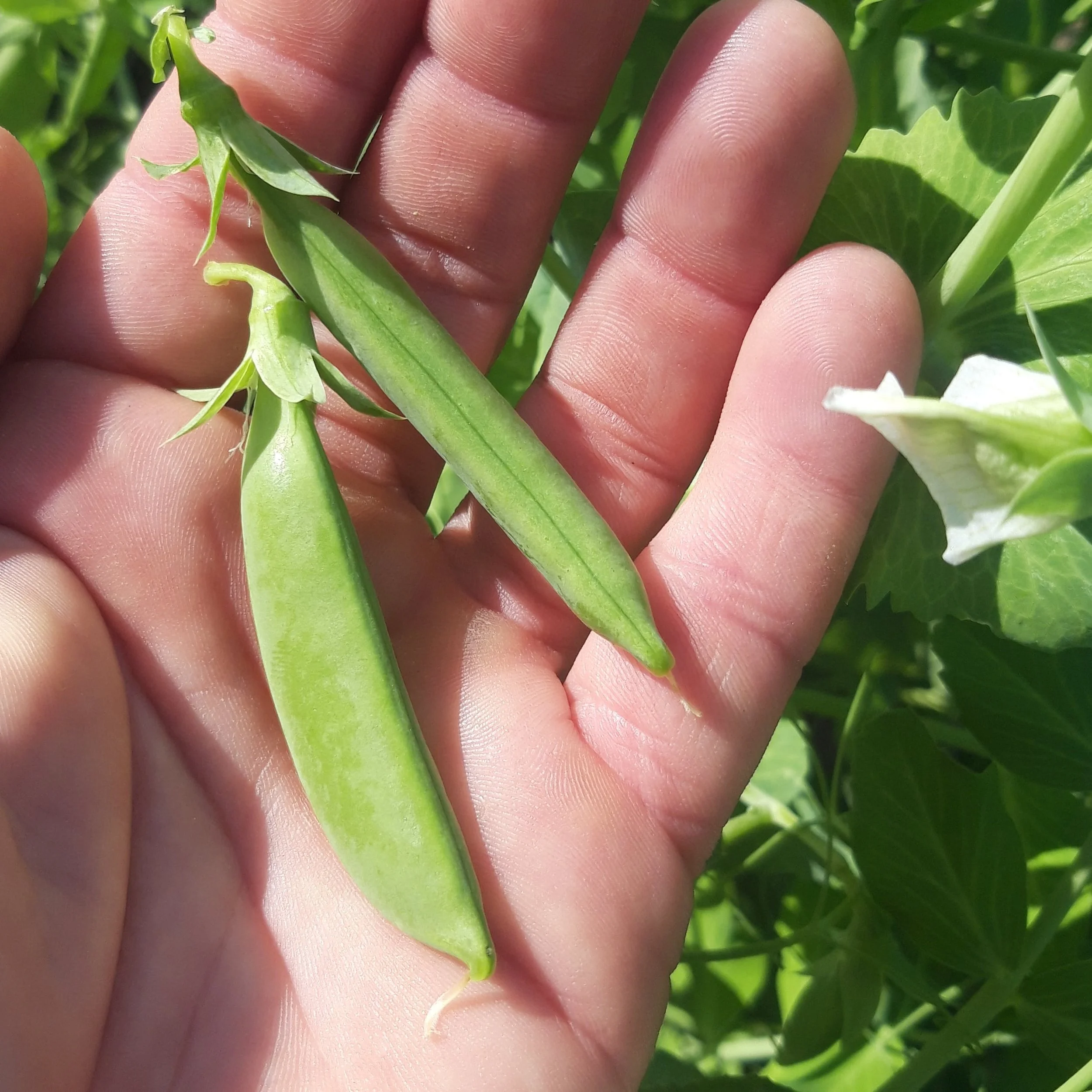 Guisatne-Tirabeque Sugar Snap