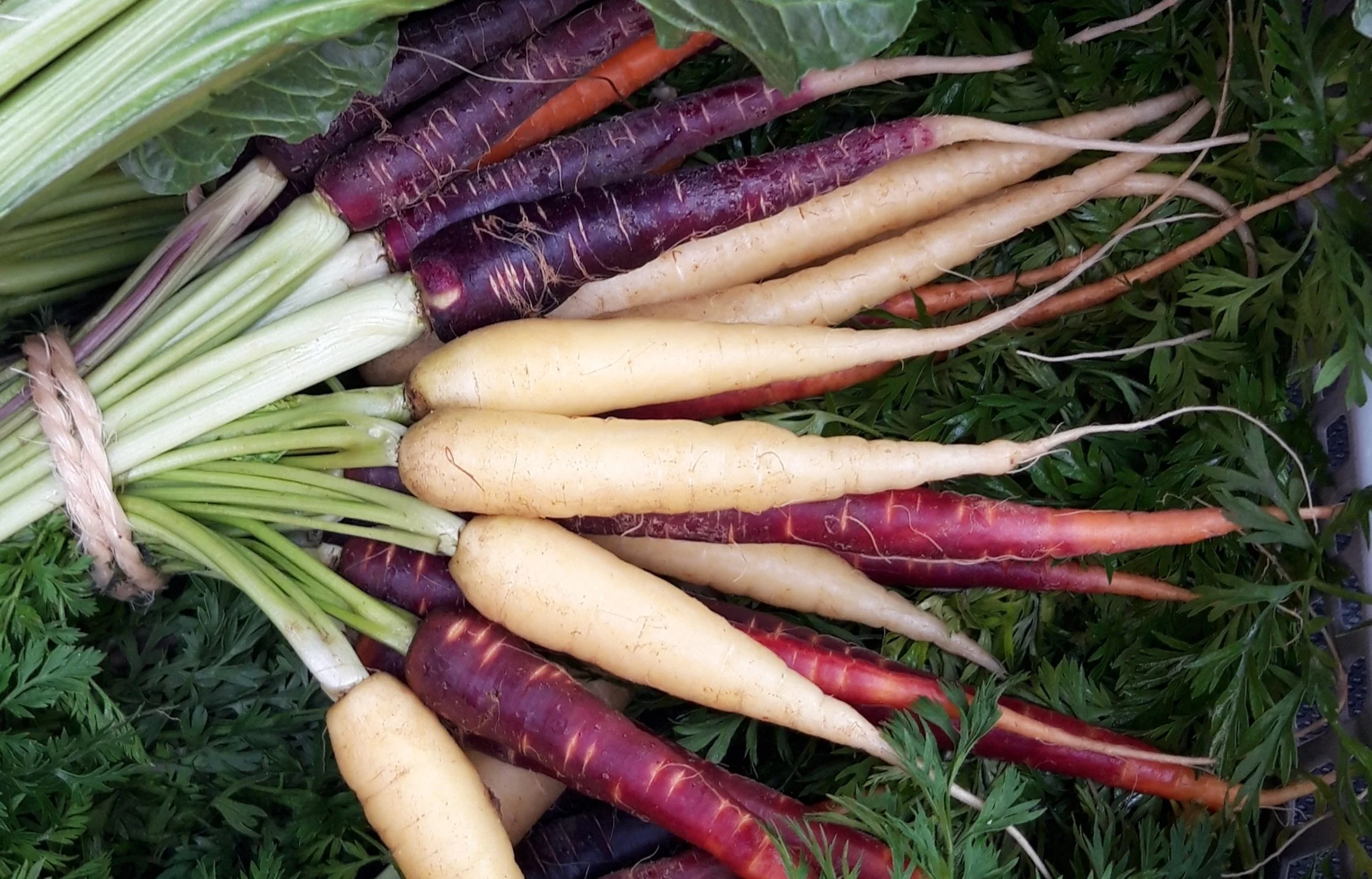 Zanahorias Surtido Grandes