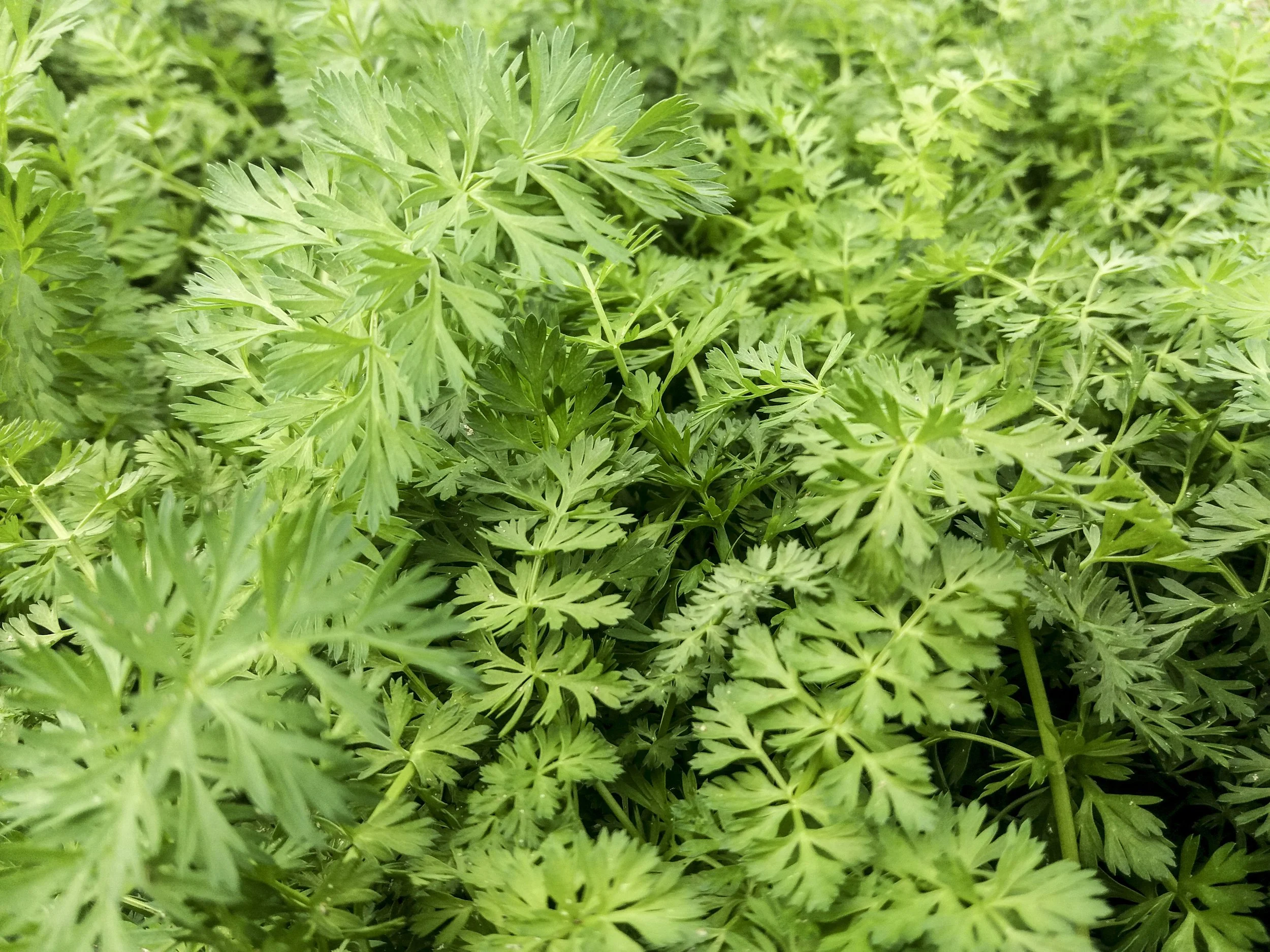 Alcaravea - Aromática Antigua
