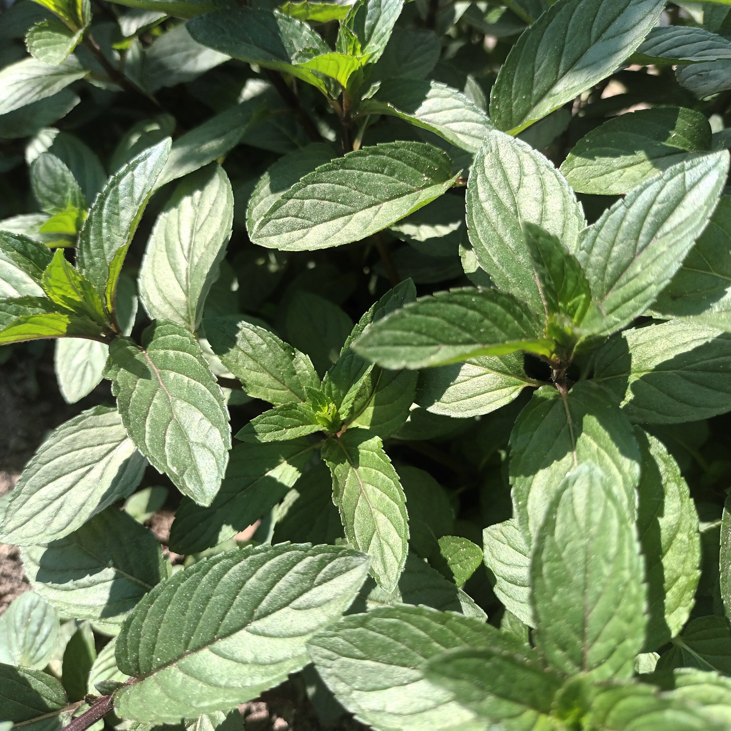 Chocolate Mint / Menthe Chocolat