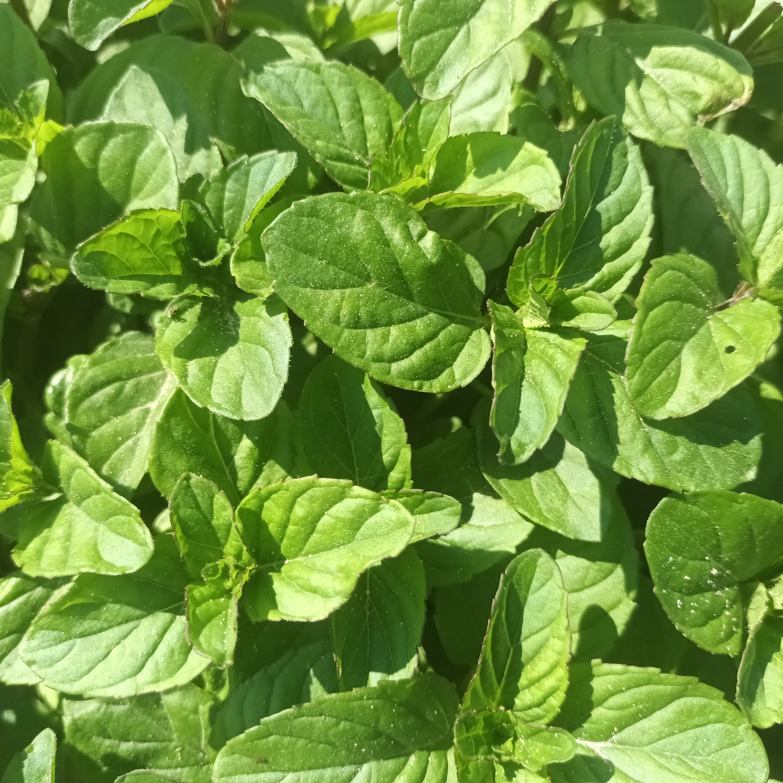 Lemon Mint / Menthe Cirtonnée