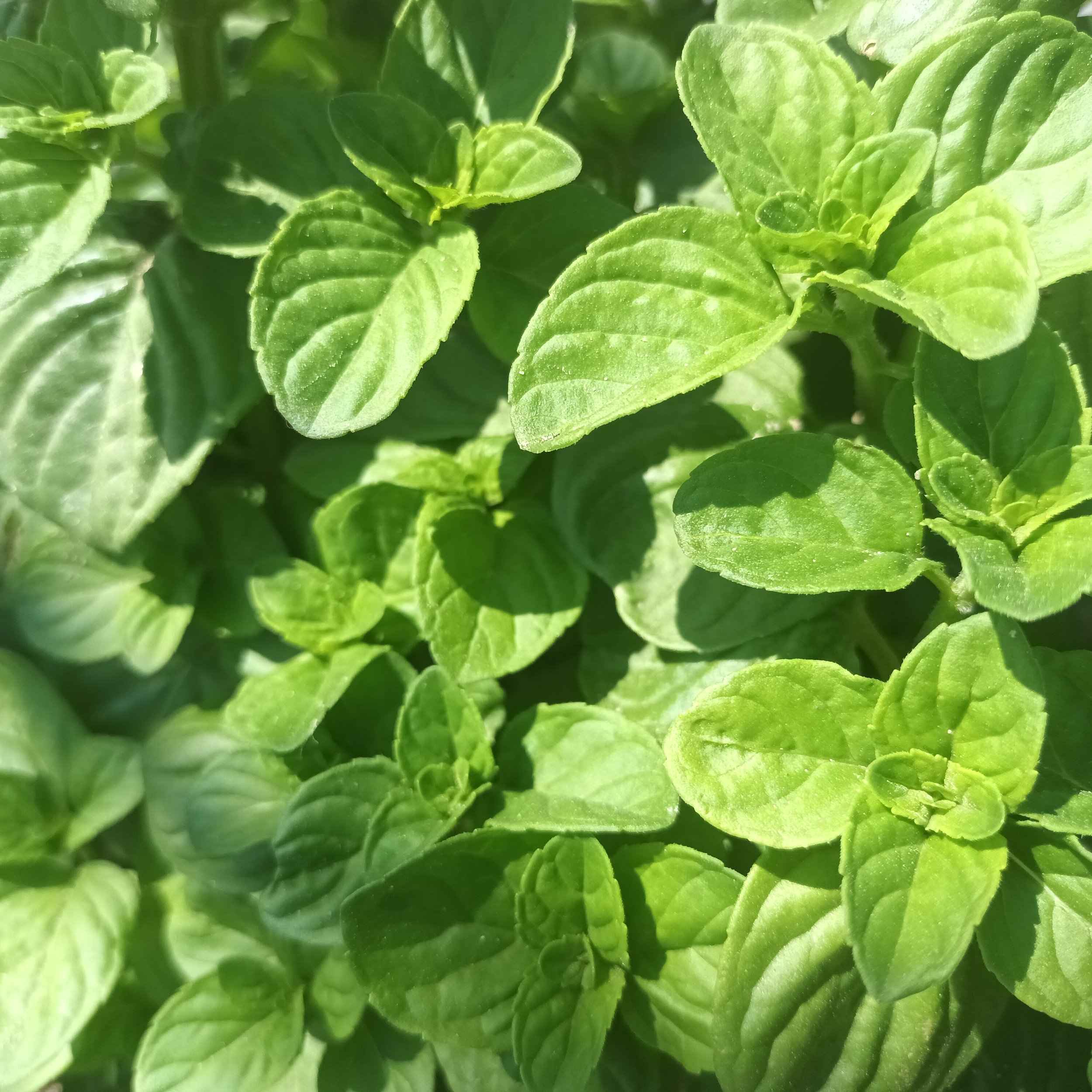 Orange Mint / Menthe Orange