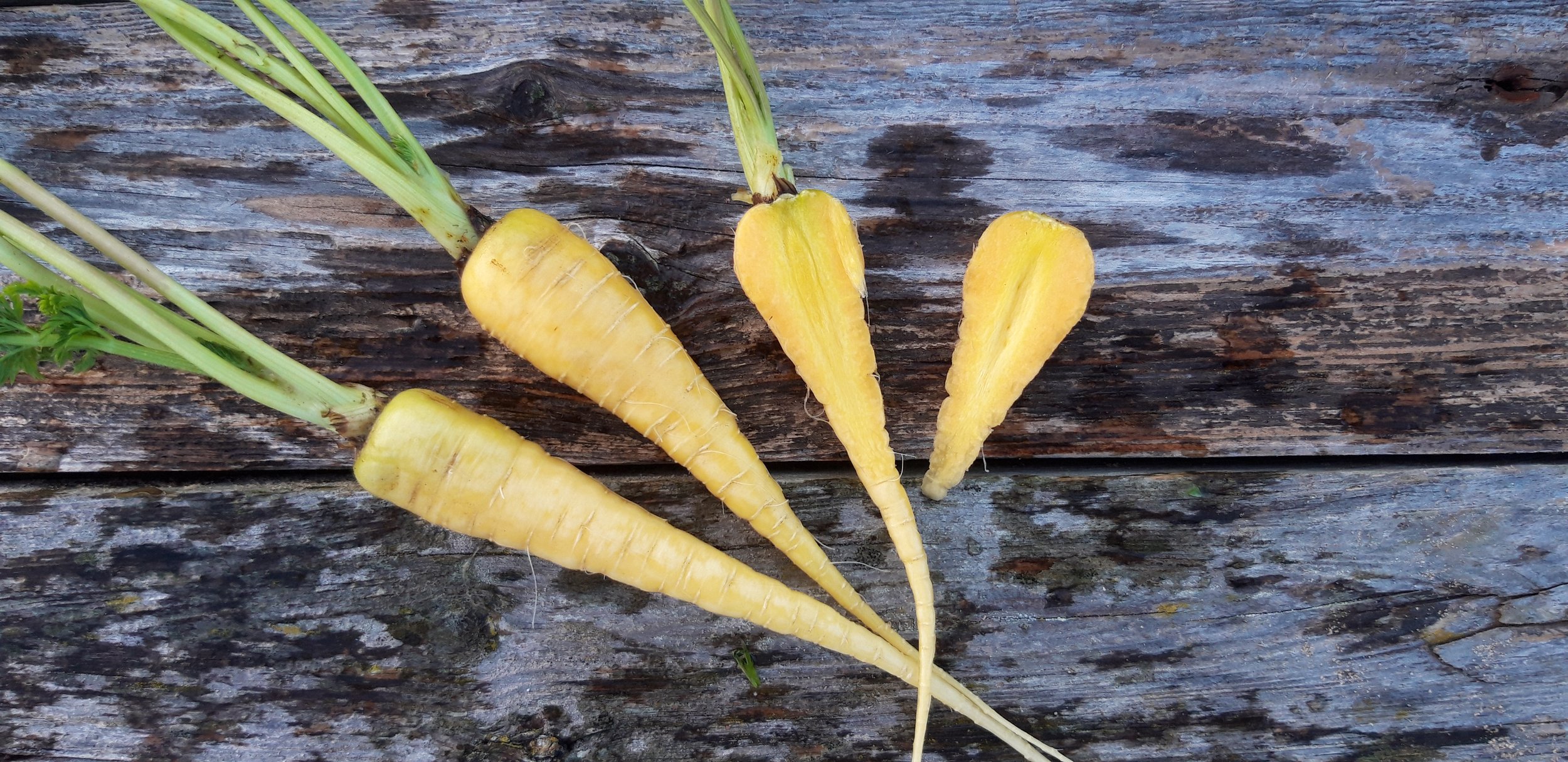 Yellow Carrot / Carotte Jaune
