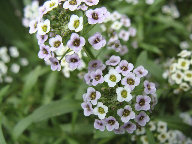 flor-Alyssum-Maritimum246.JPG
