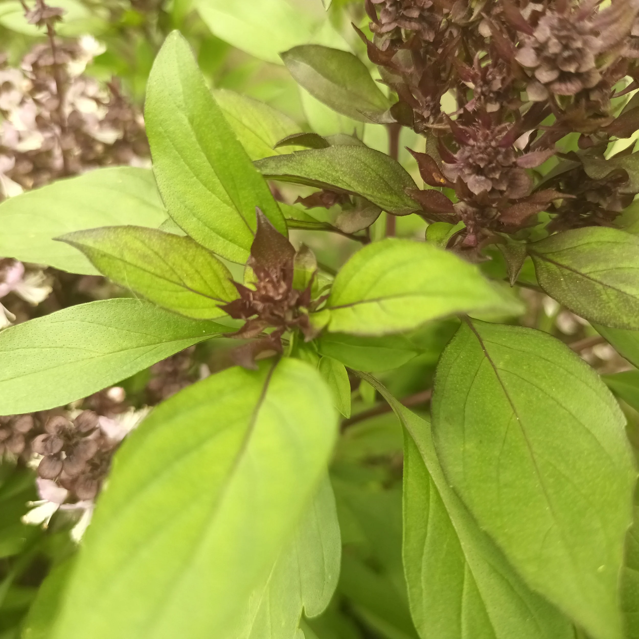 Albahaca Thai Siam