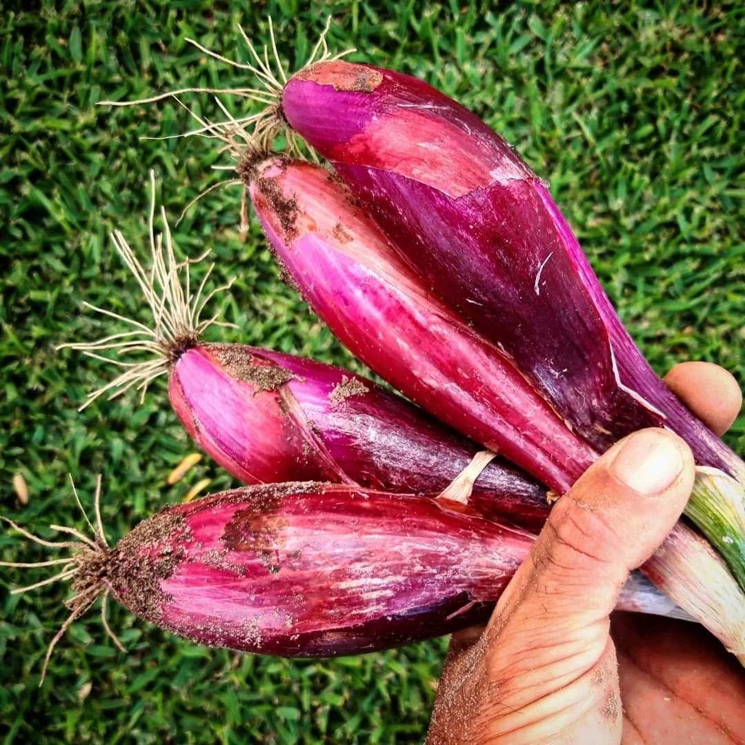 Cebolla_Roja_Florencia_Rafa_Monge_Cultivo_Desterrado.jpg