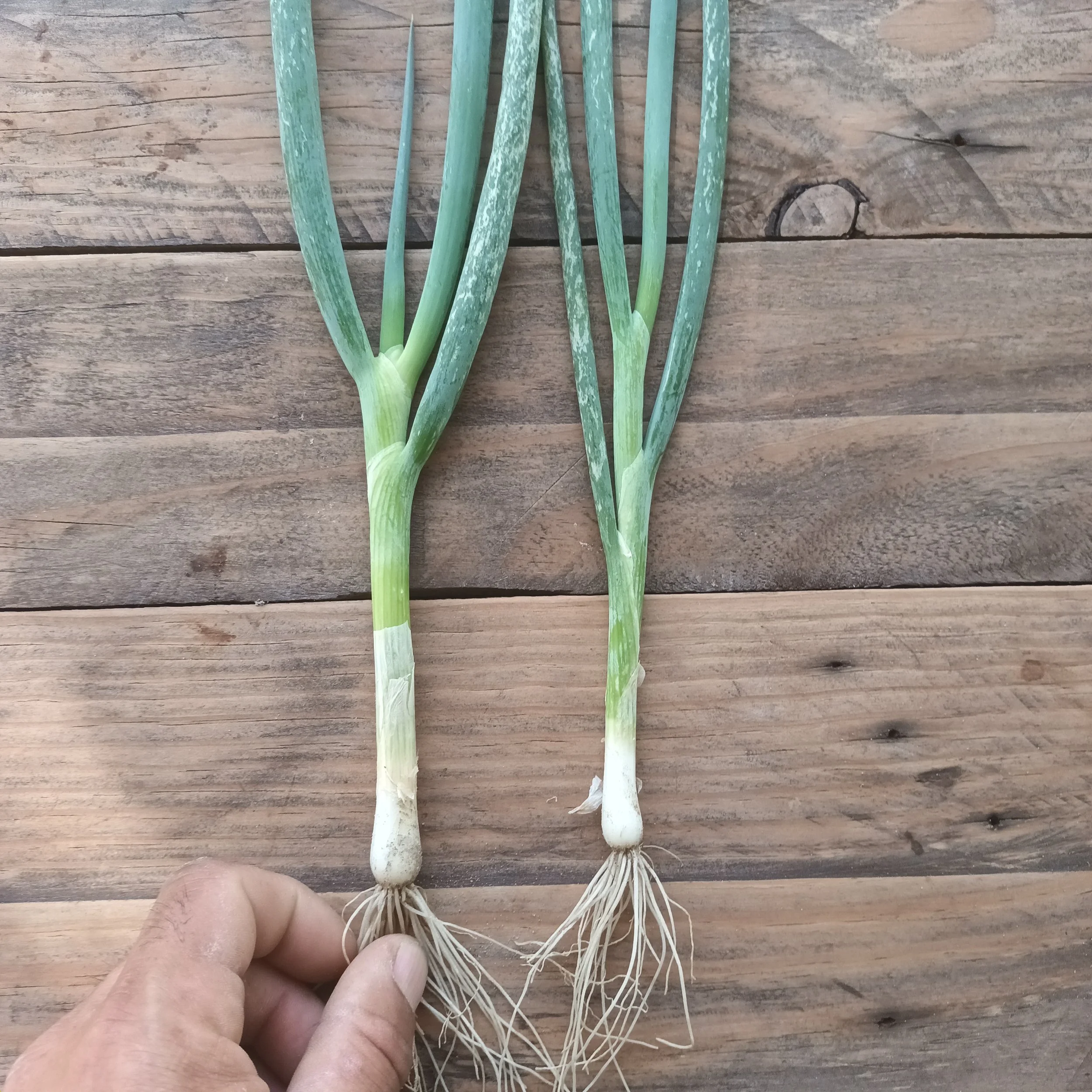 Cebolleta Ishikura Pequeña Rafa Monge Cultivo Desterrado.jpg
