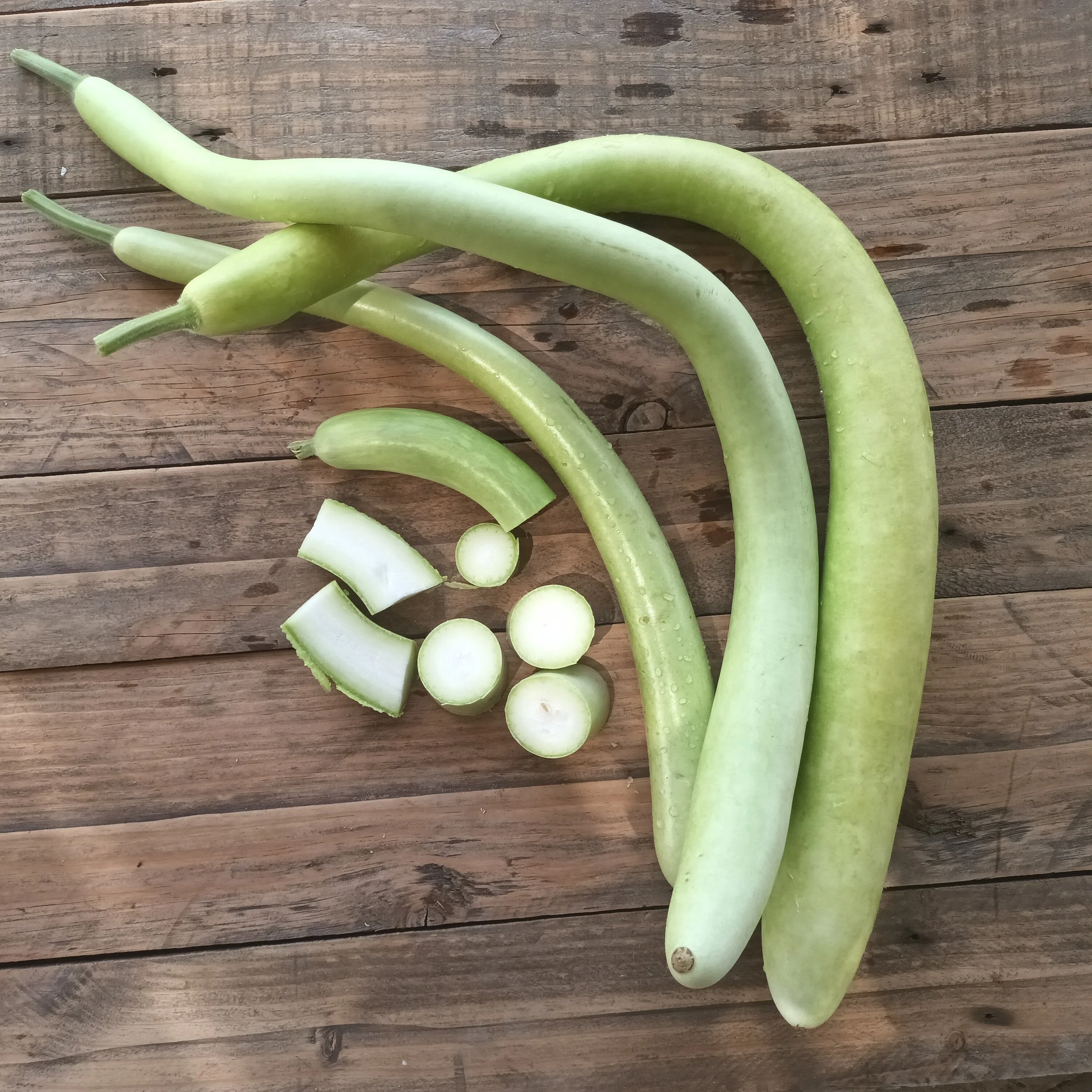 Cucuzza Longa Verde Rafa Monge Cultivo Desterrado 2.jpg