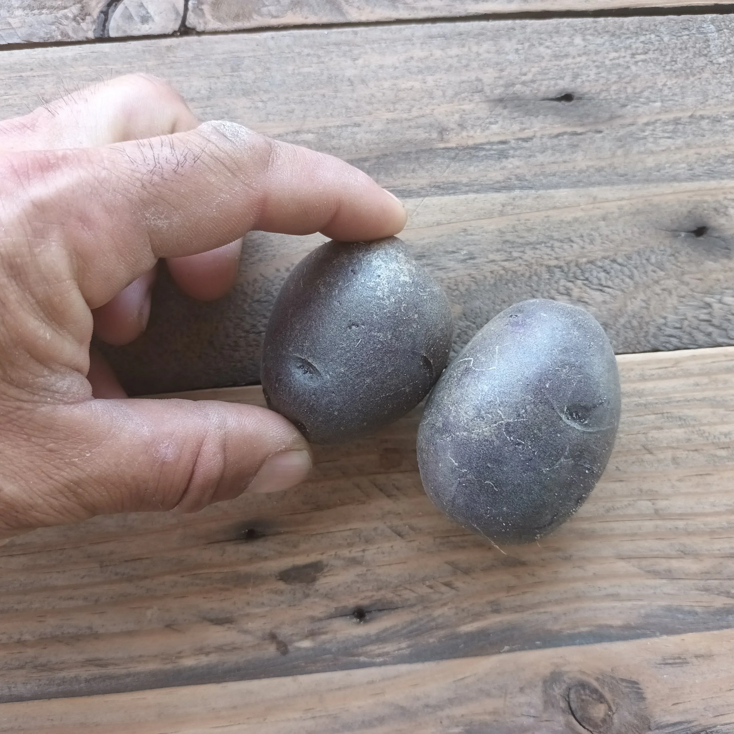 Patata violeta tamaño pequeño navazo Rafa Monge Cultivo Desterrado.jpg