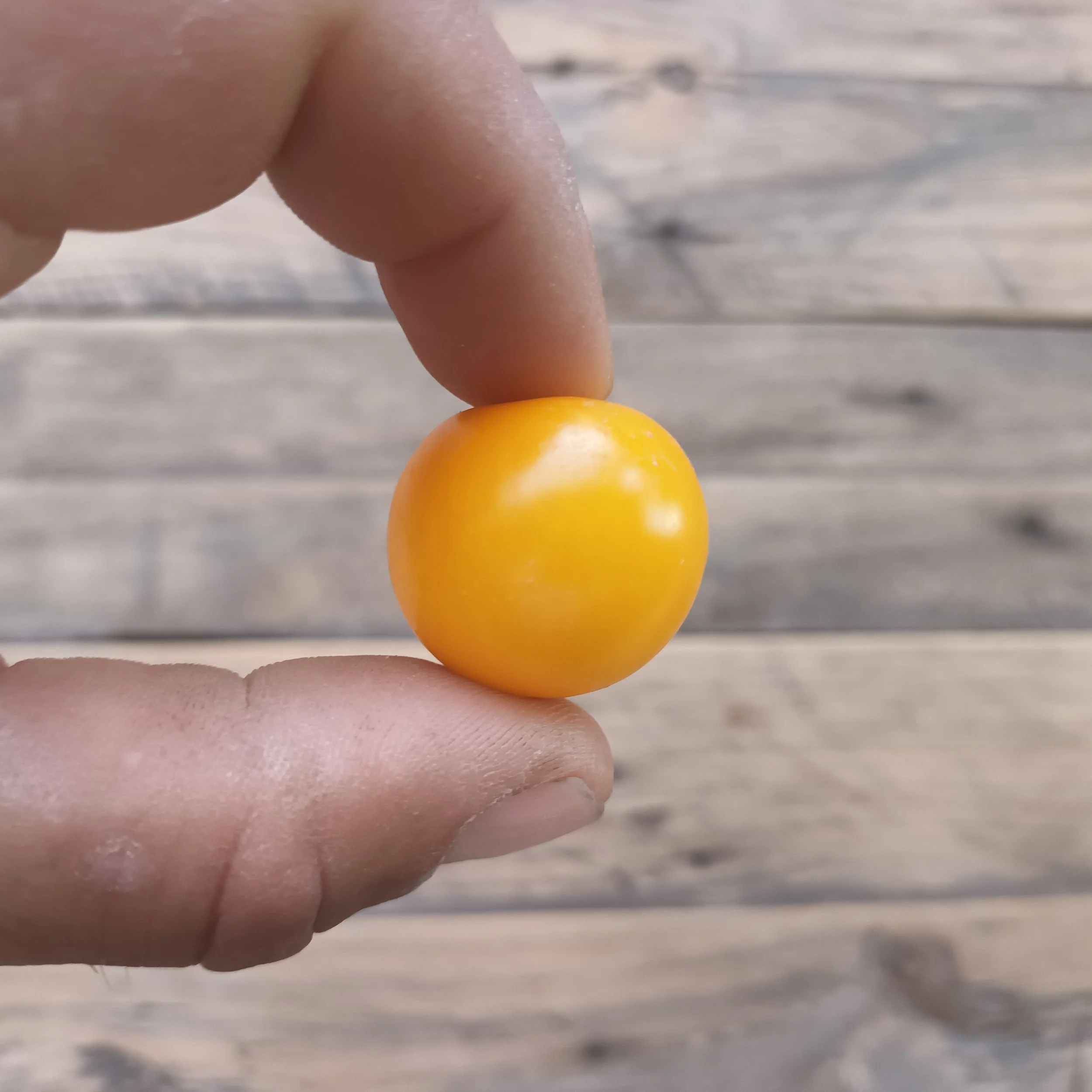 Tomate cereza amarillo Rafa Monge Cultivo Desterrado.jpg