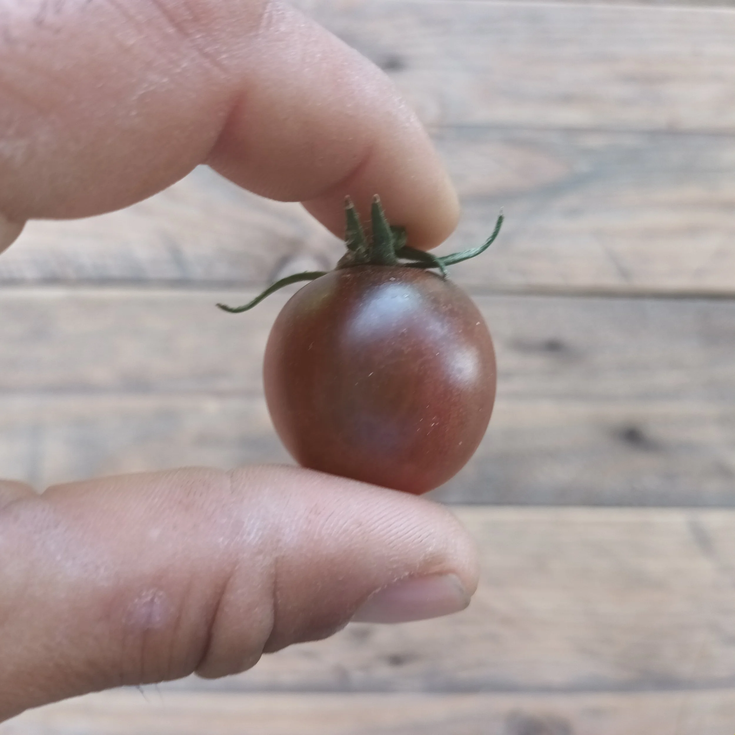 Tomate cereza navazo Rafa Monge Cultivo Desterrado 2.jpg