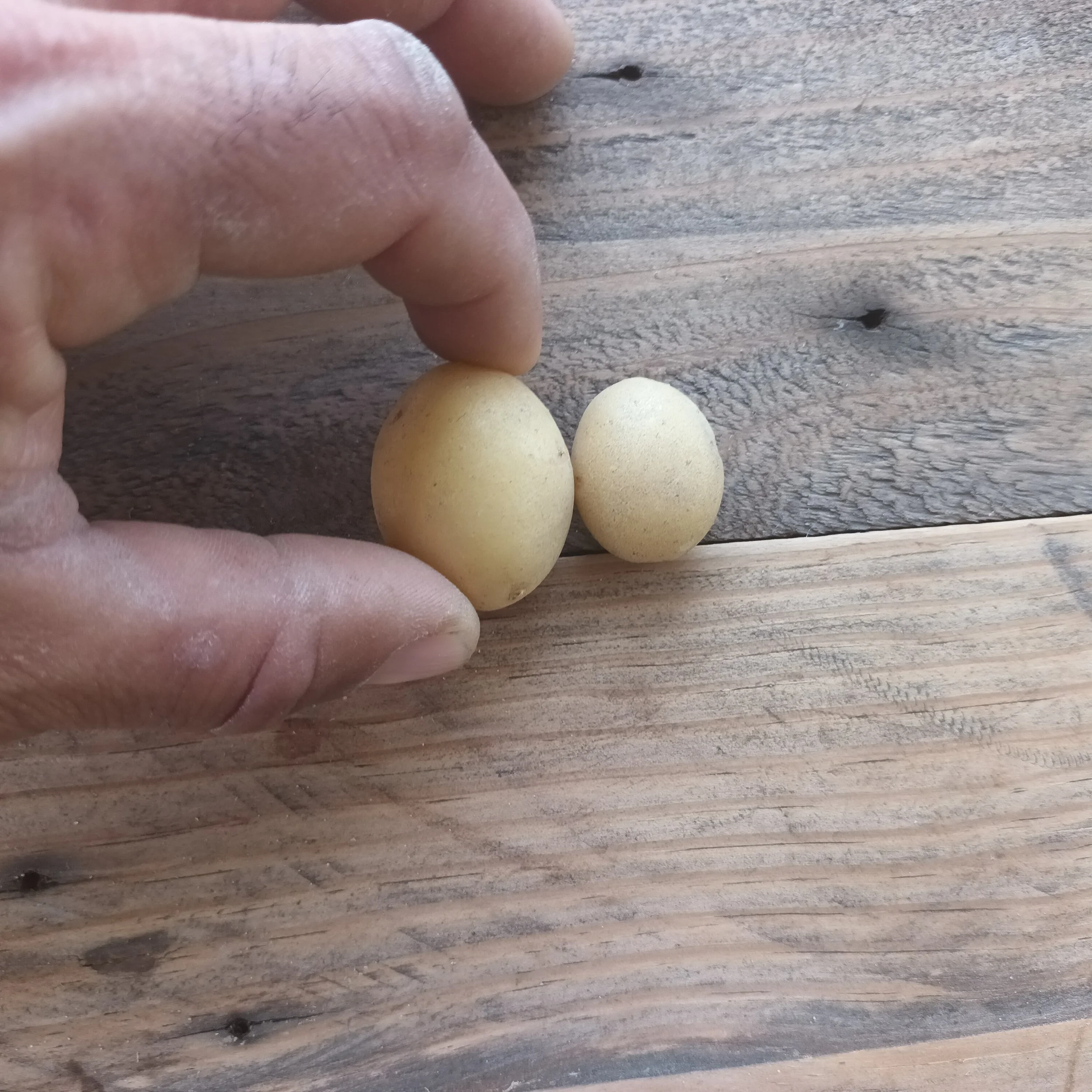 Patata extra mini navazo Rafa Monge Cultivo Desterrad.jpg