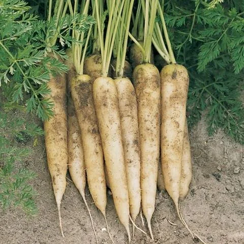 2_White-Satin.jpg