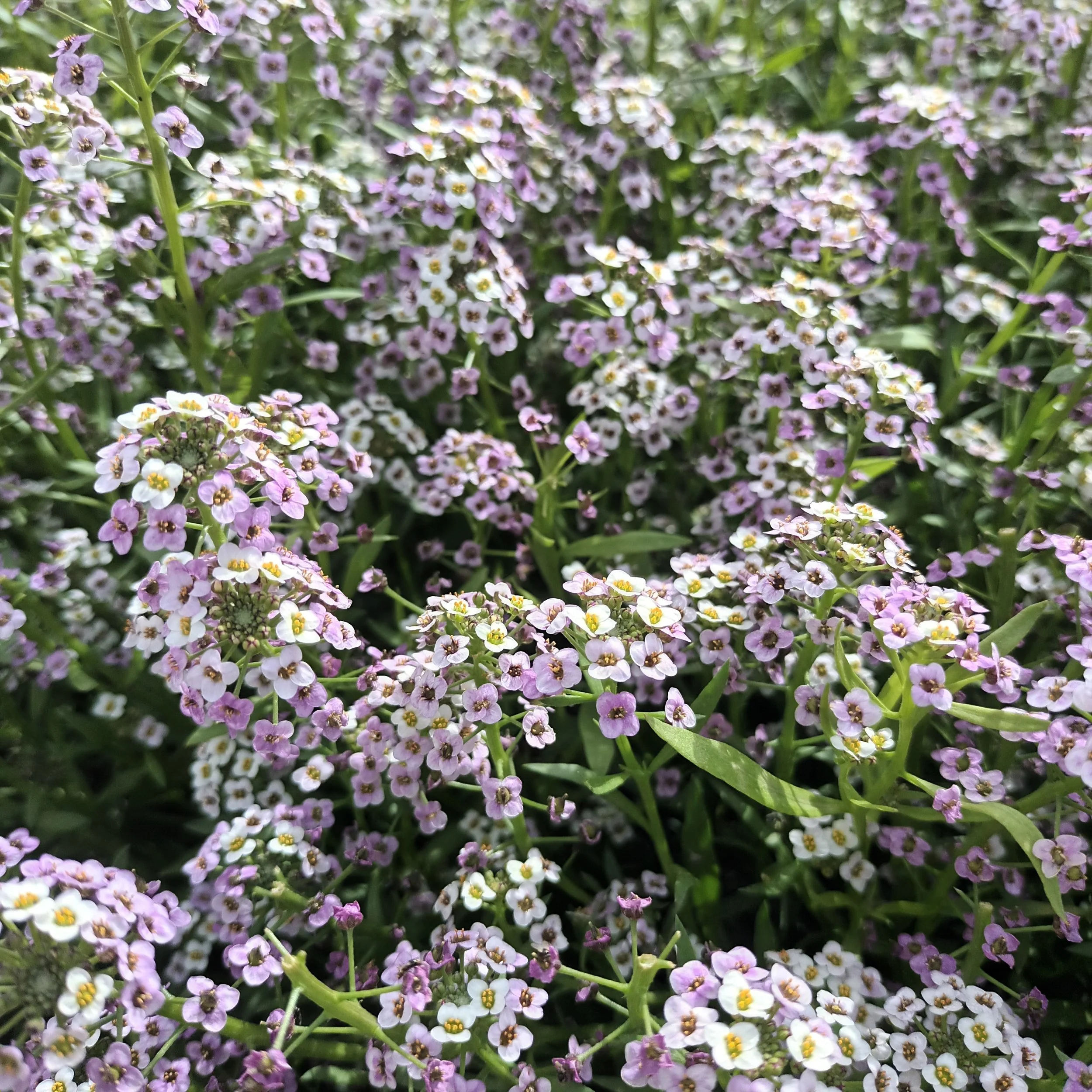 Col Marítima Alyssum Blanco-Morado en la misma flor
