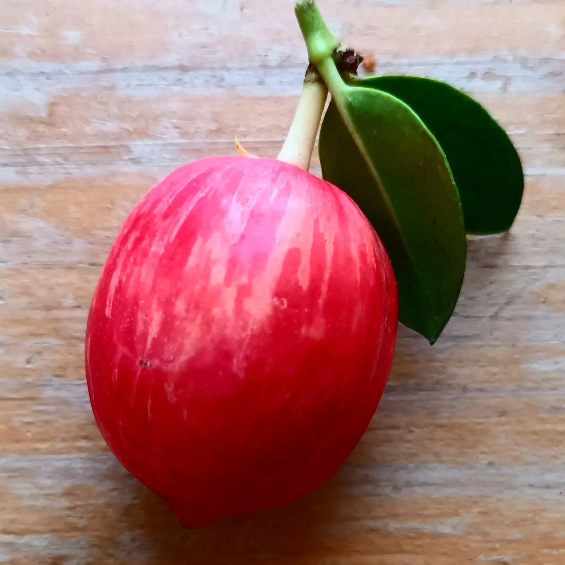 Natal Plum / Prunier du Natal