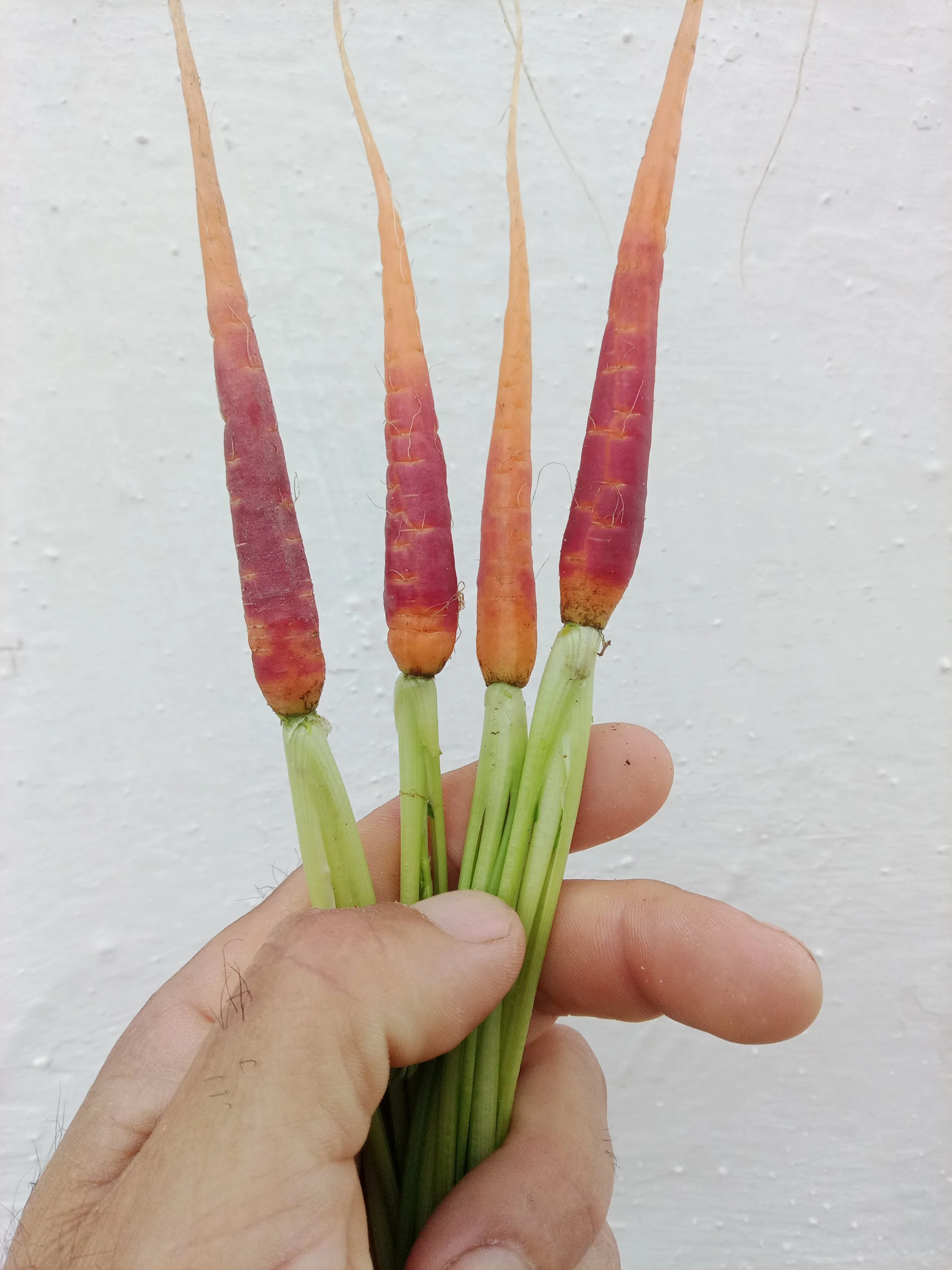 Hazel Carrot / Carotte Noisette