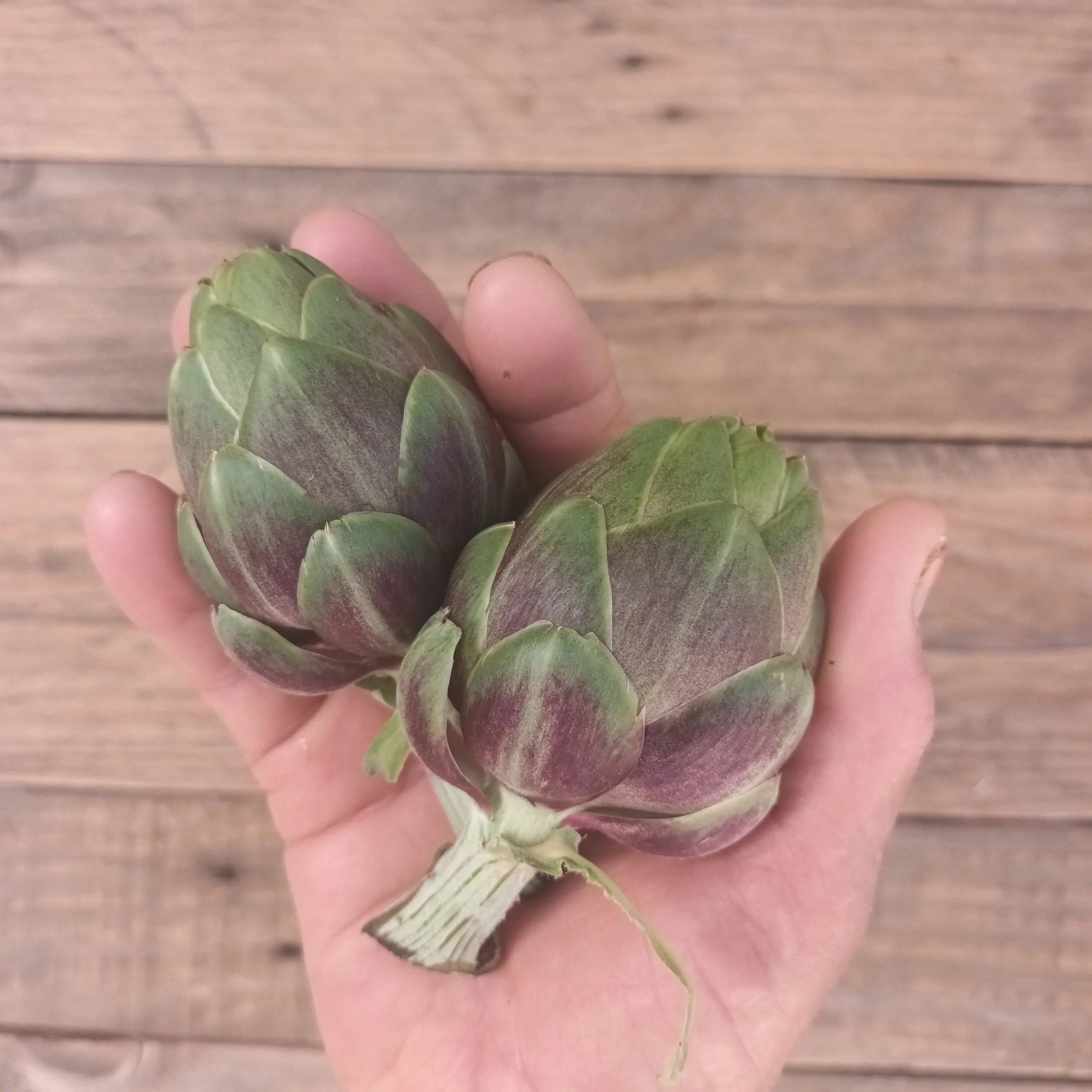  REGRESA EN  MAYO 2026 