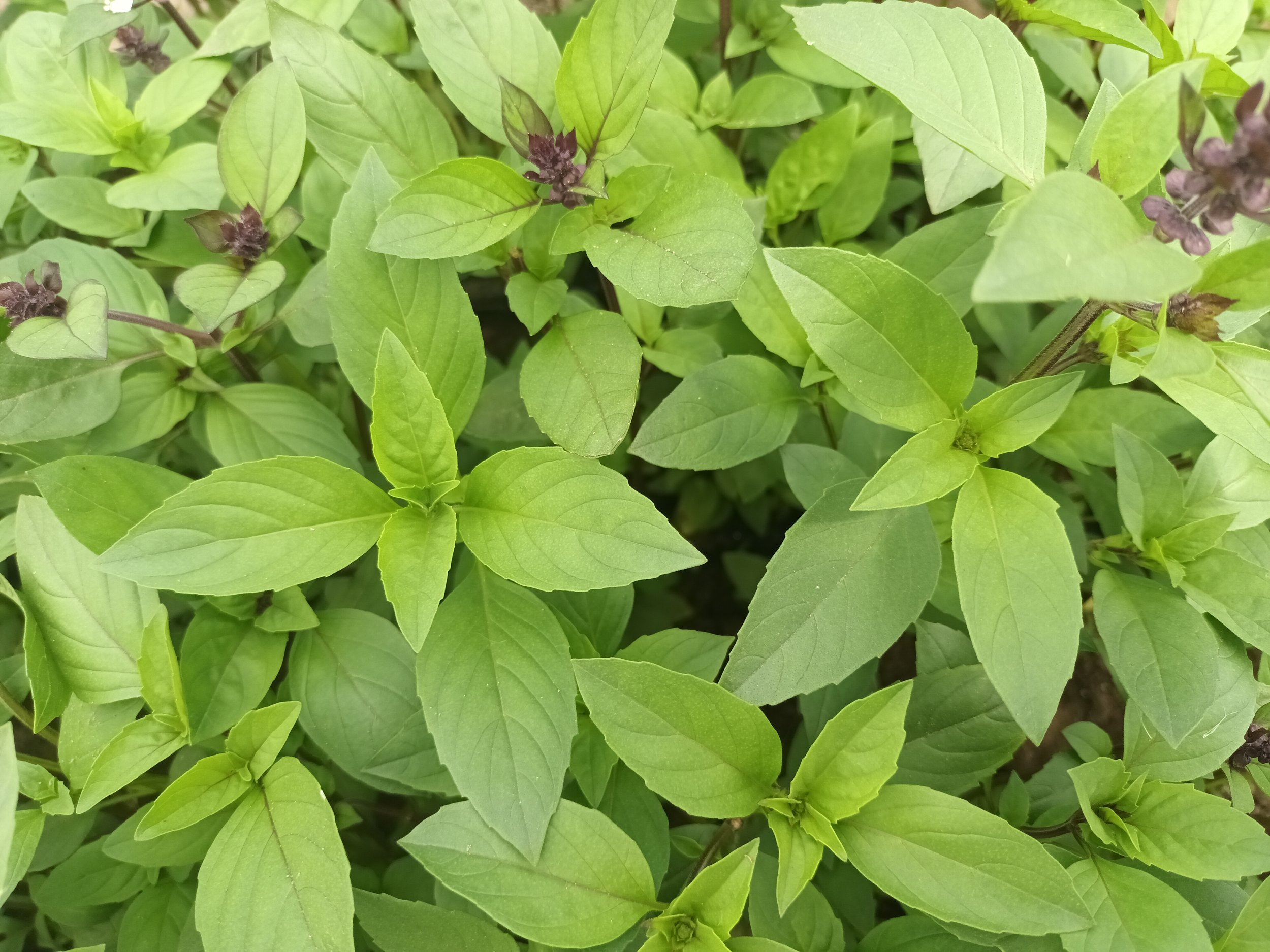 Albahaca  Anís-Canela