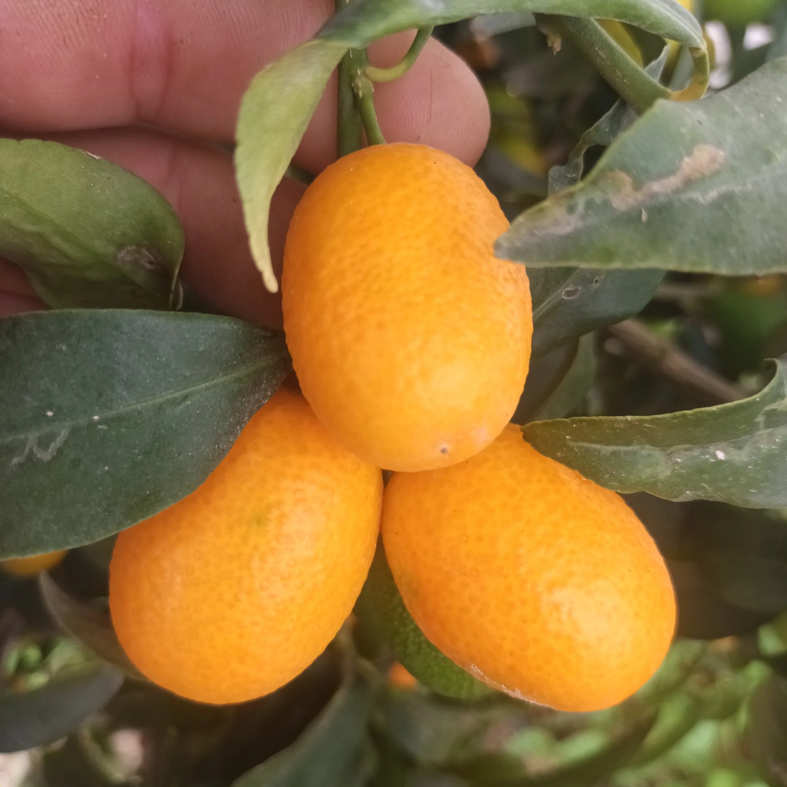 Kumquat
